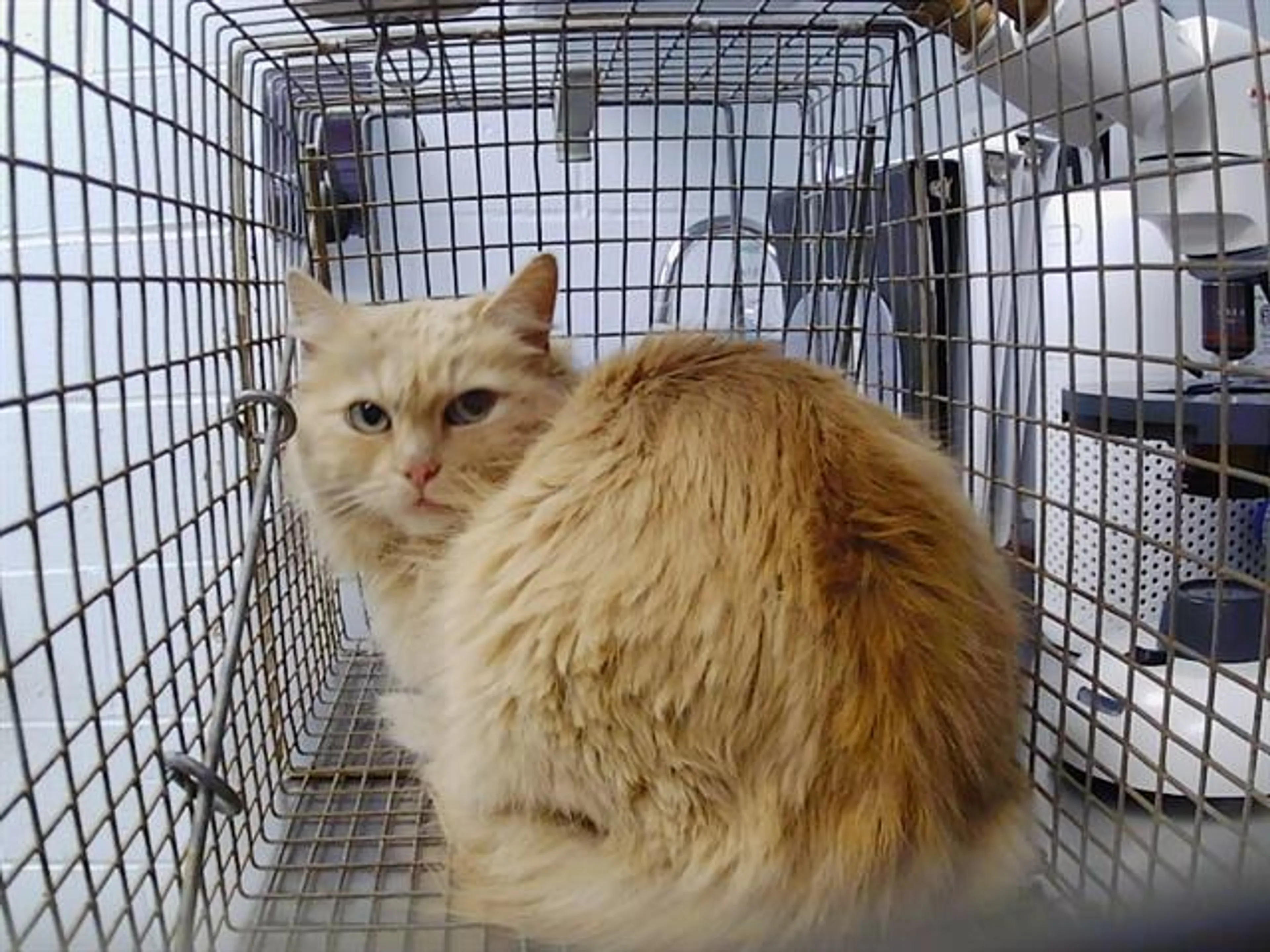 Found pet