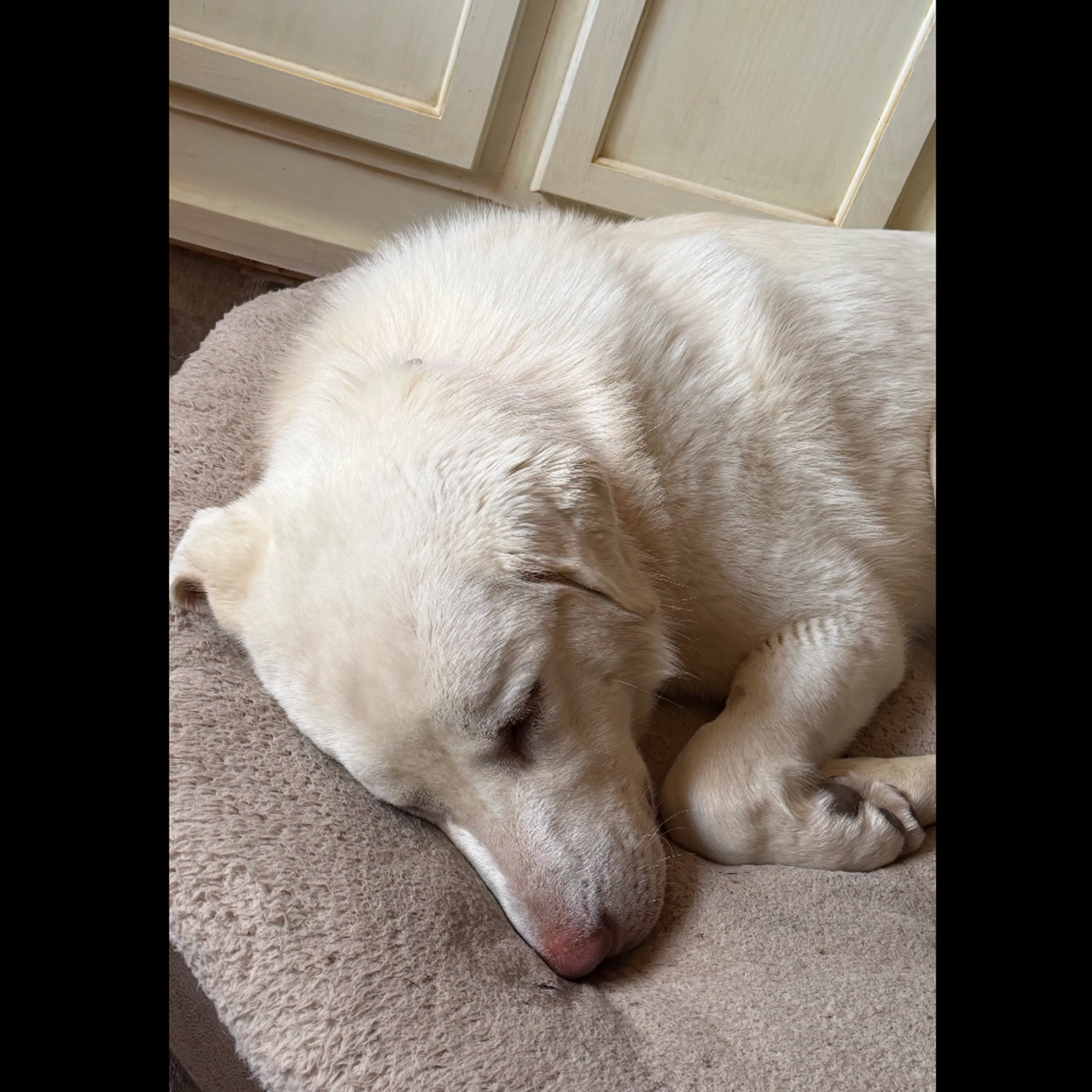 Found pet-4