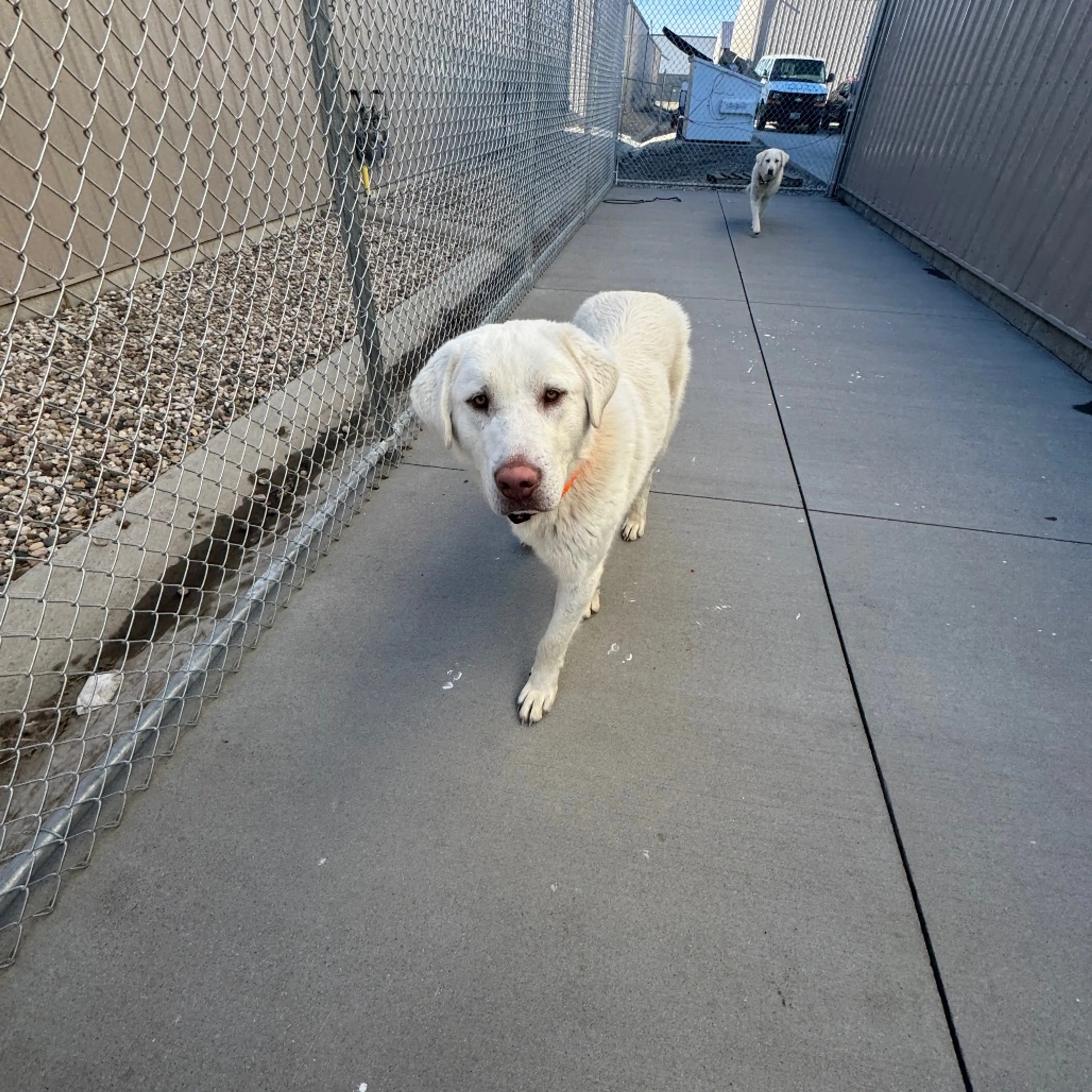 Found pet-2