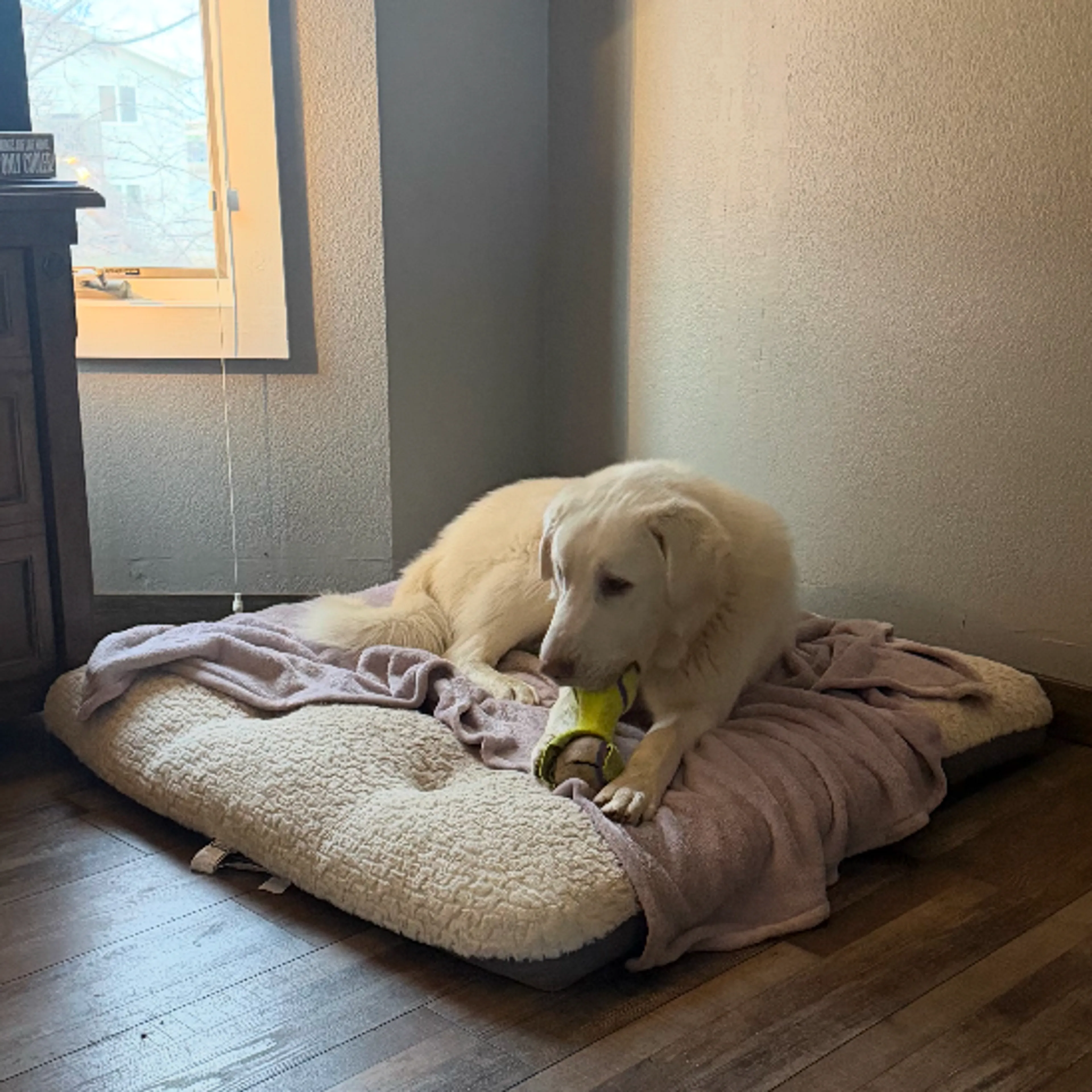 Found pet-3