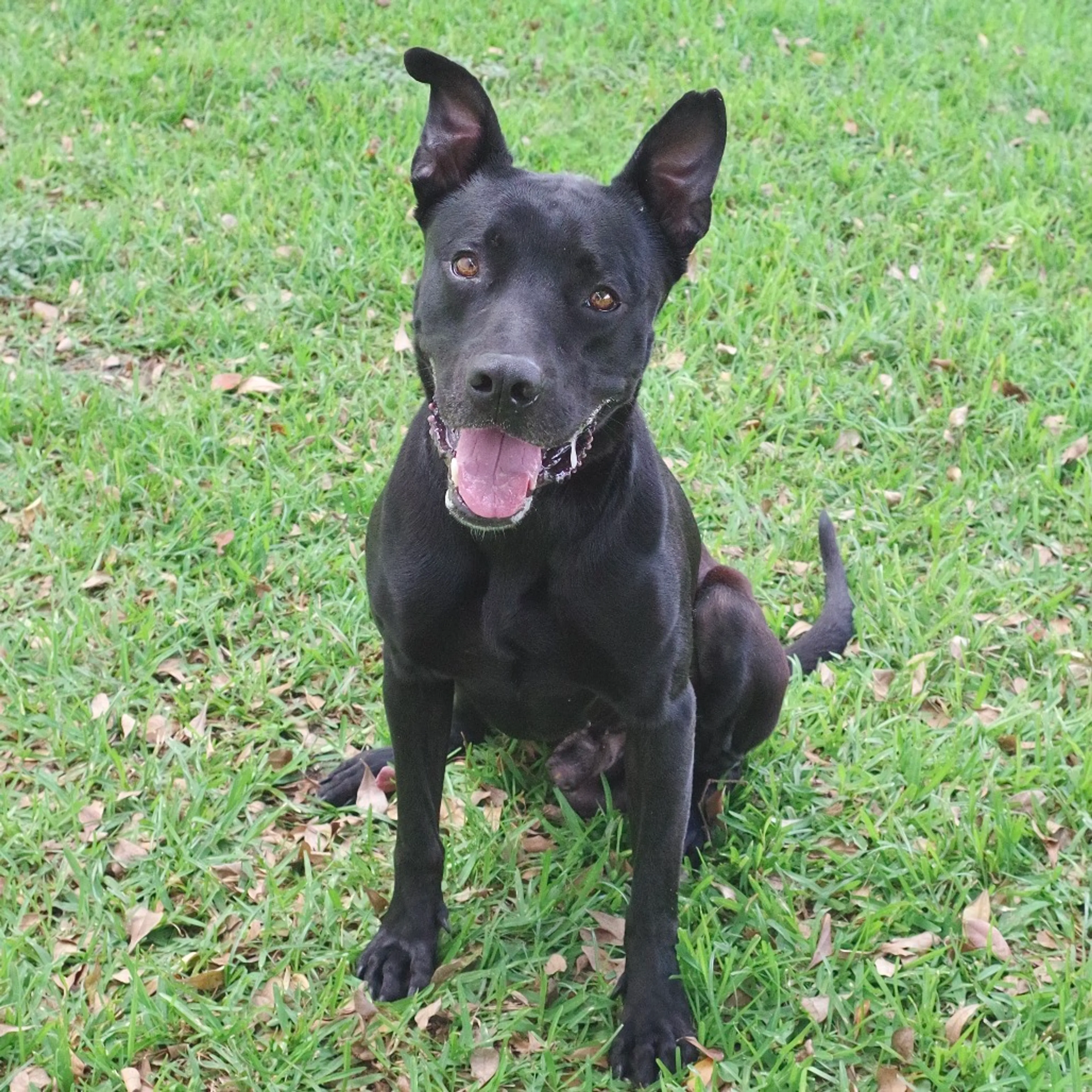 Found pet-4
