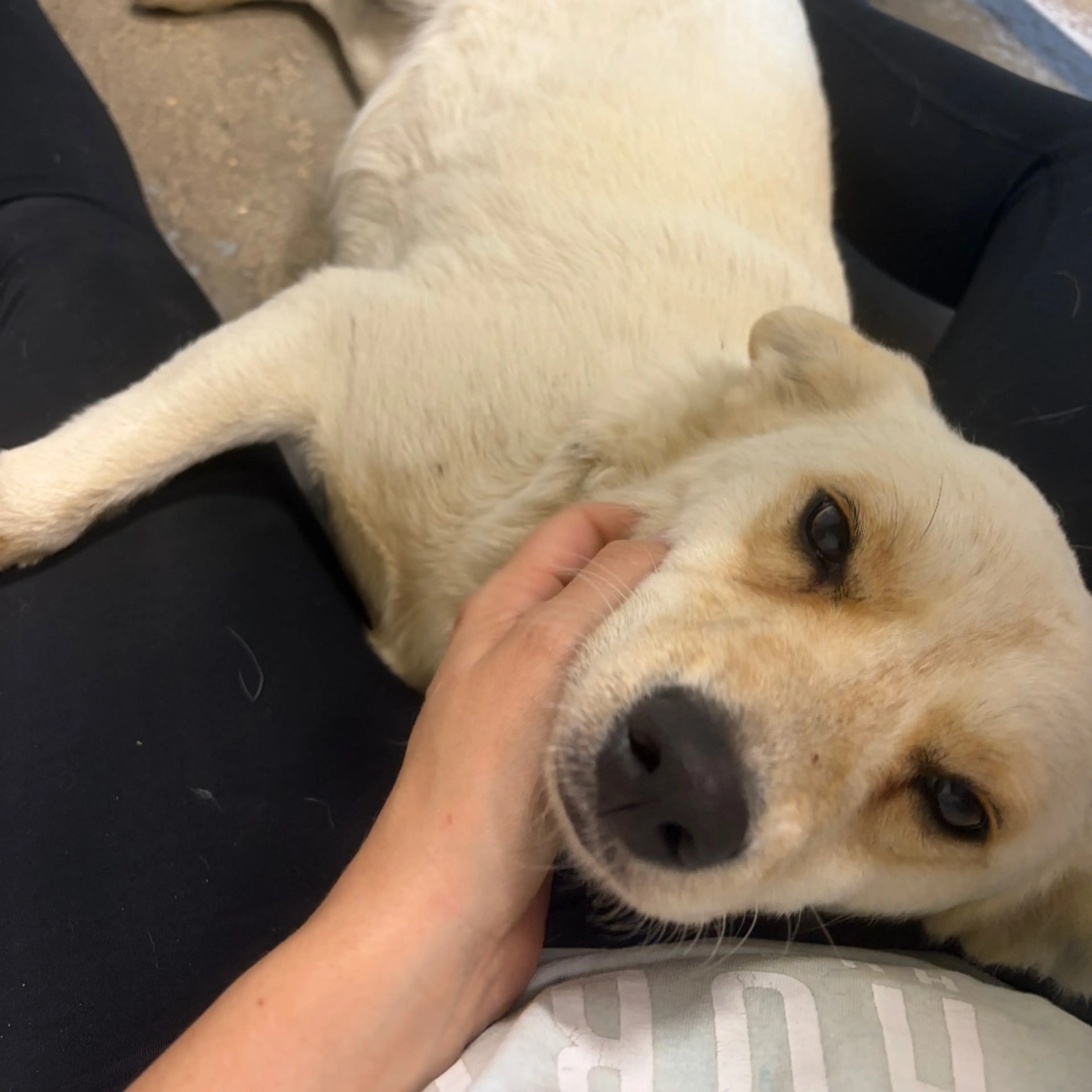 Found pet-1