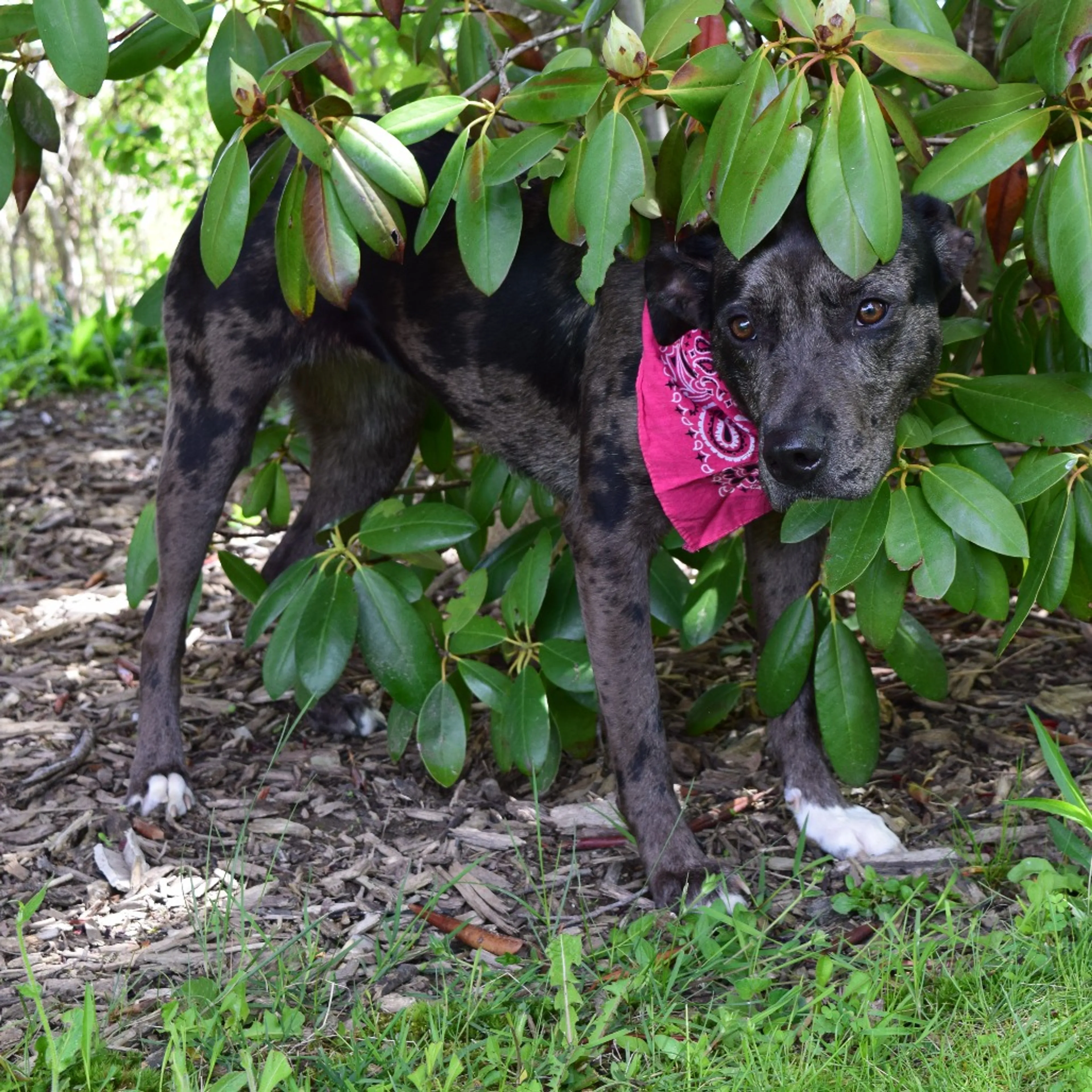 Found pet-16