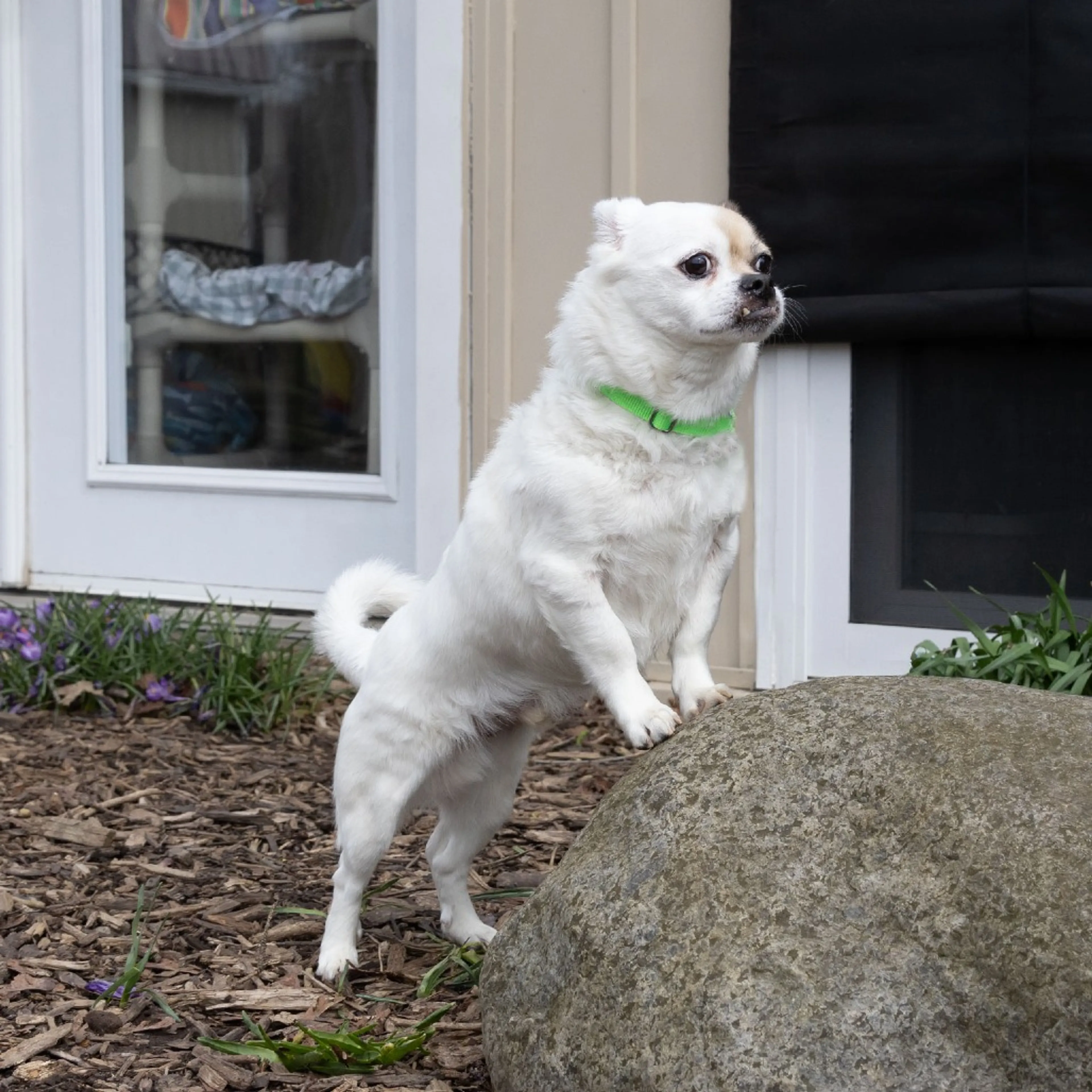Found pet-8