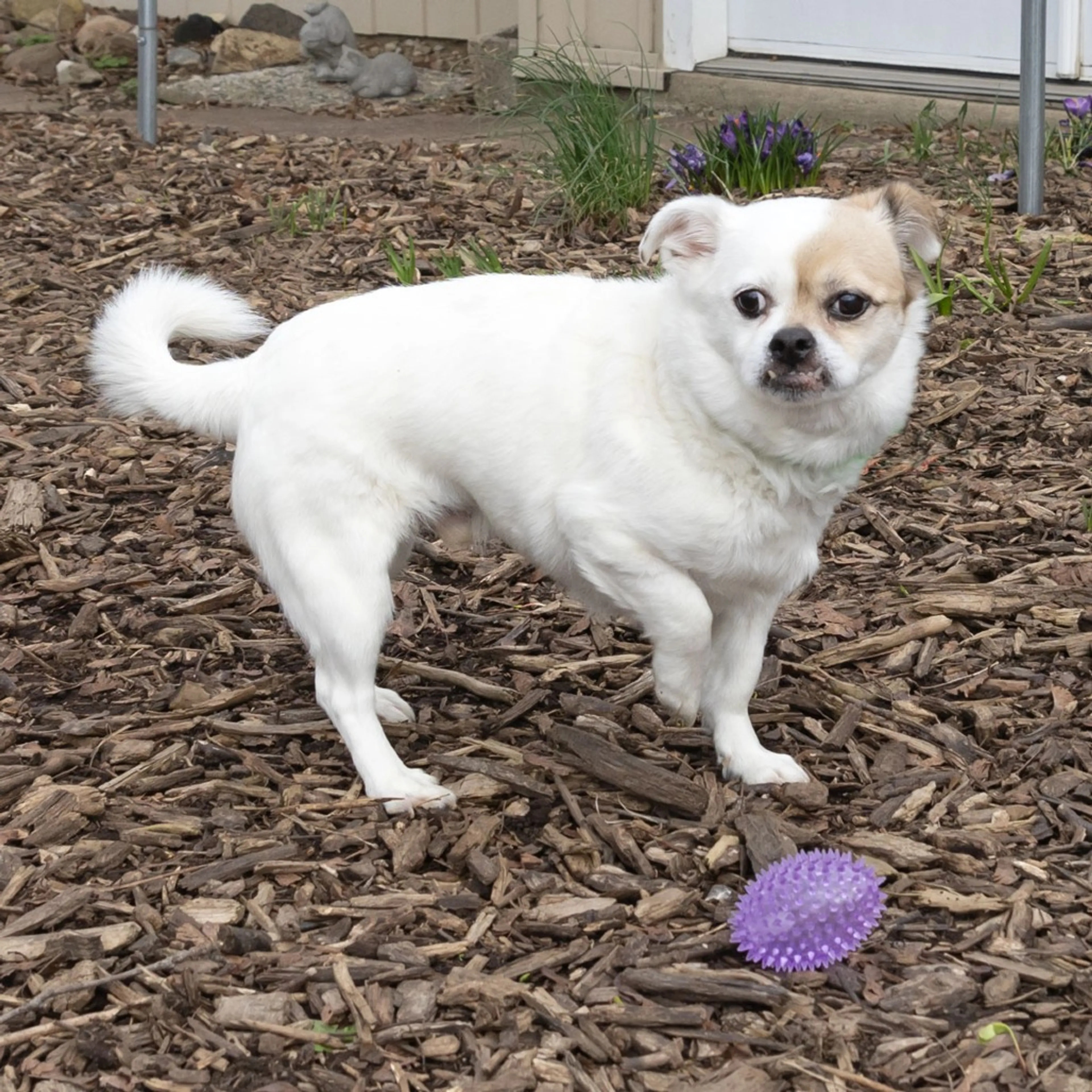 Found pet-3