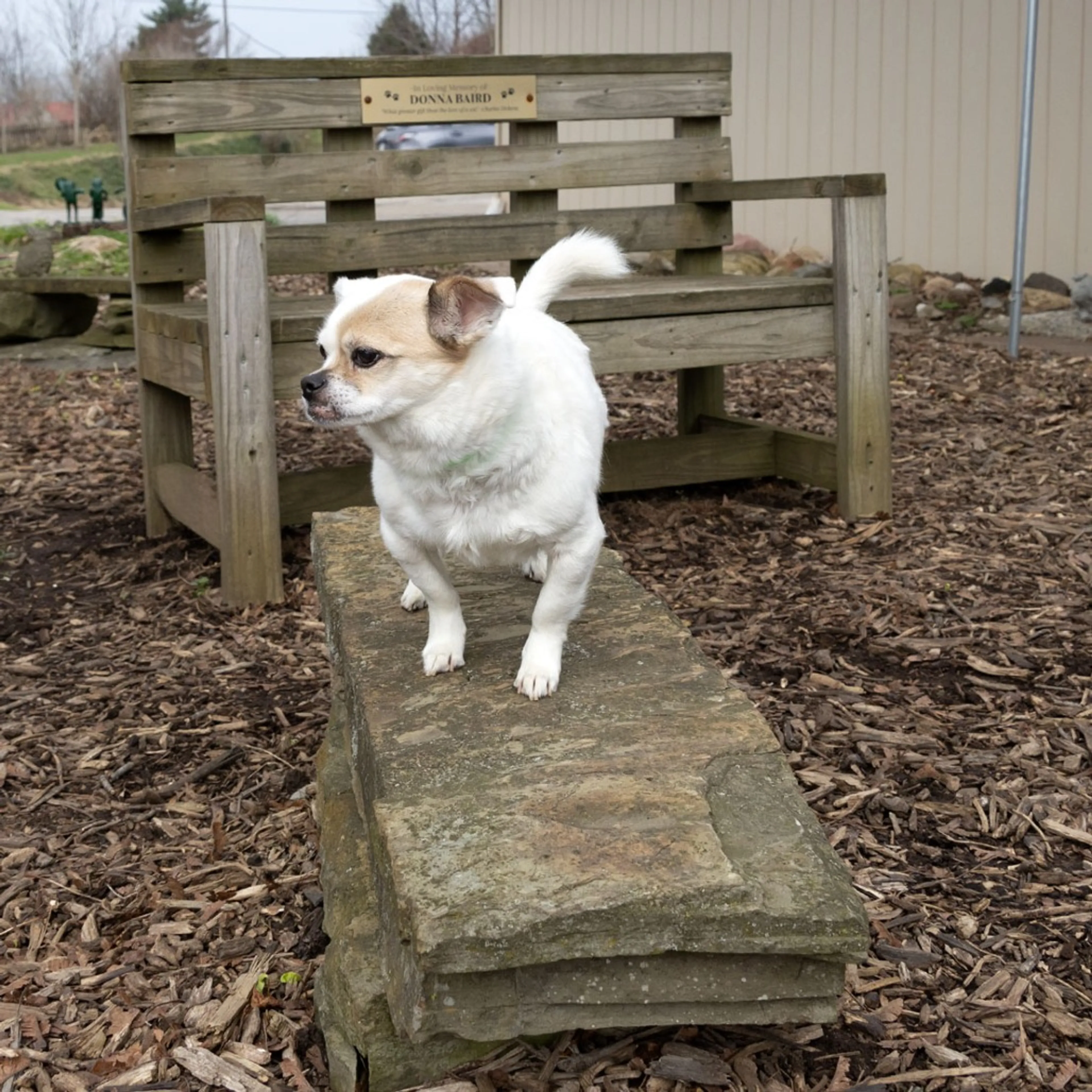 Found pet-4