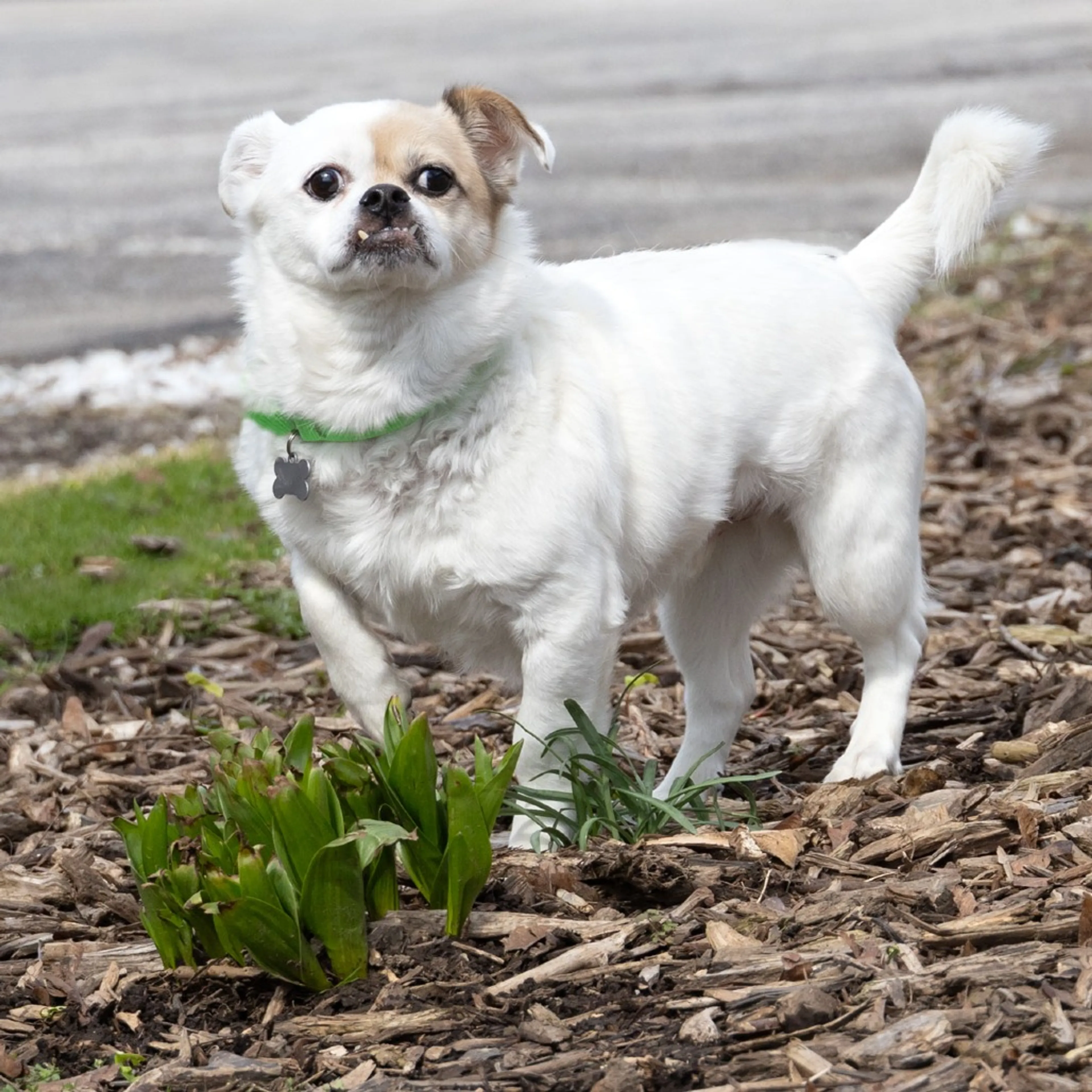 Found pet-2