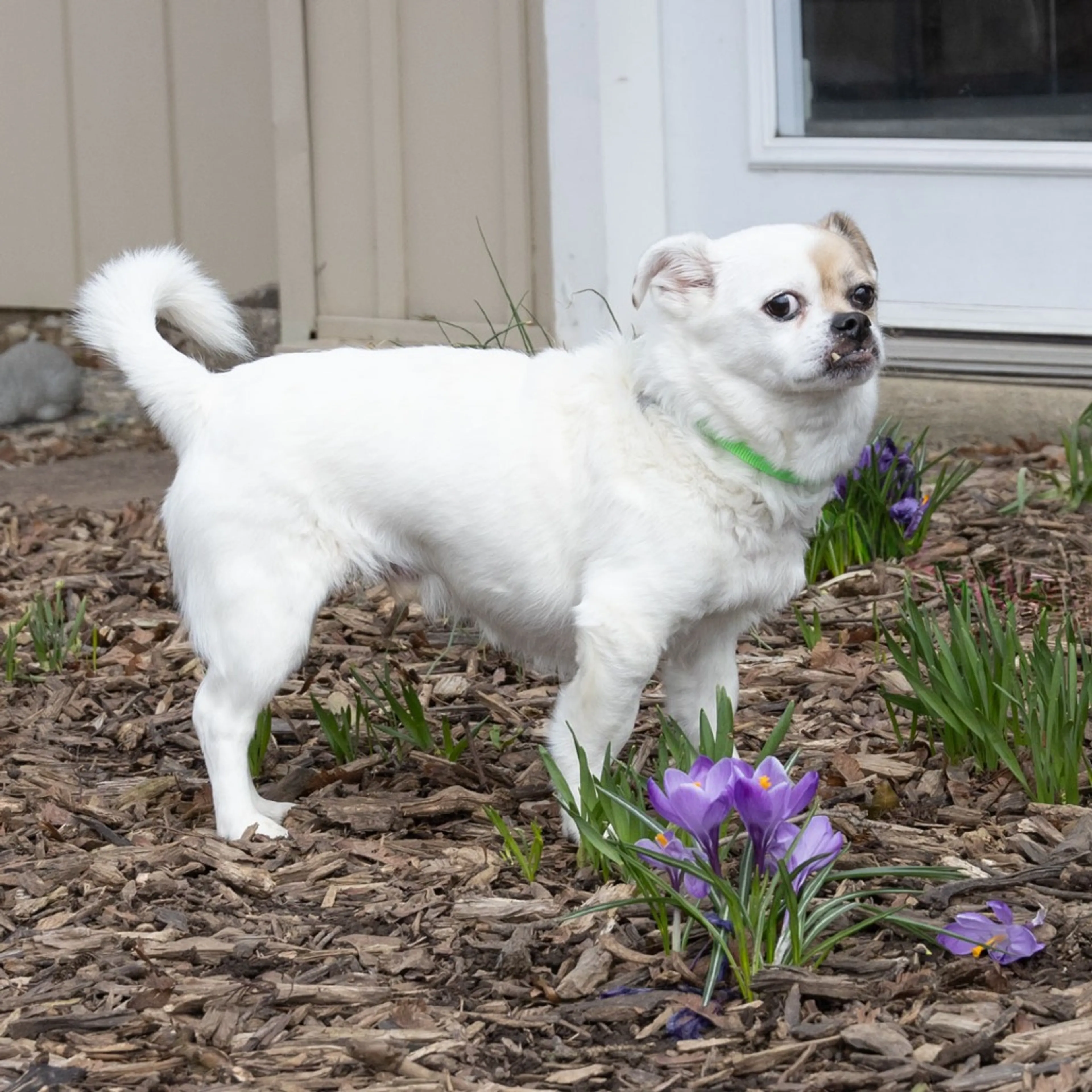 Found pet-7