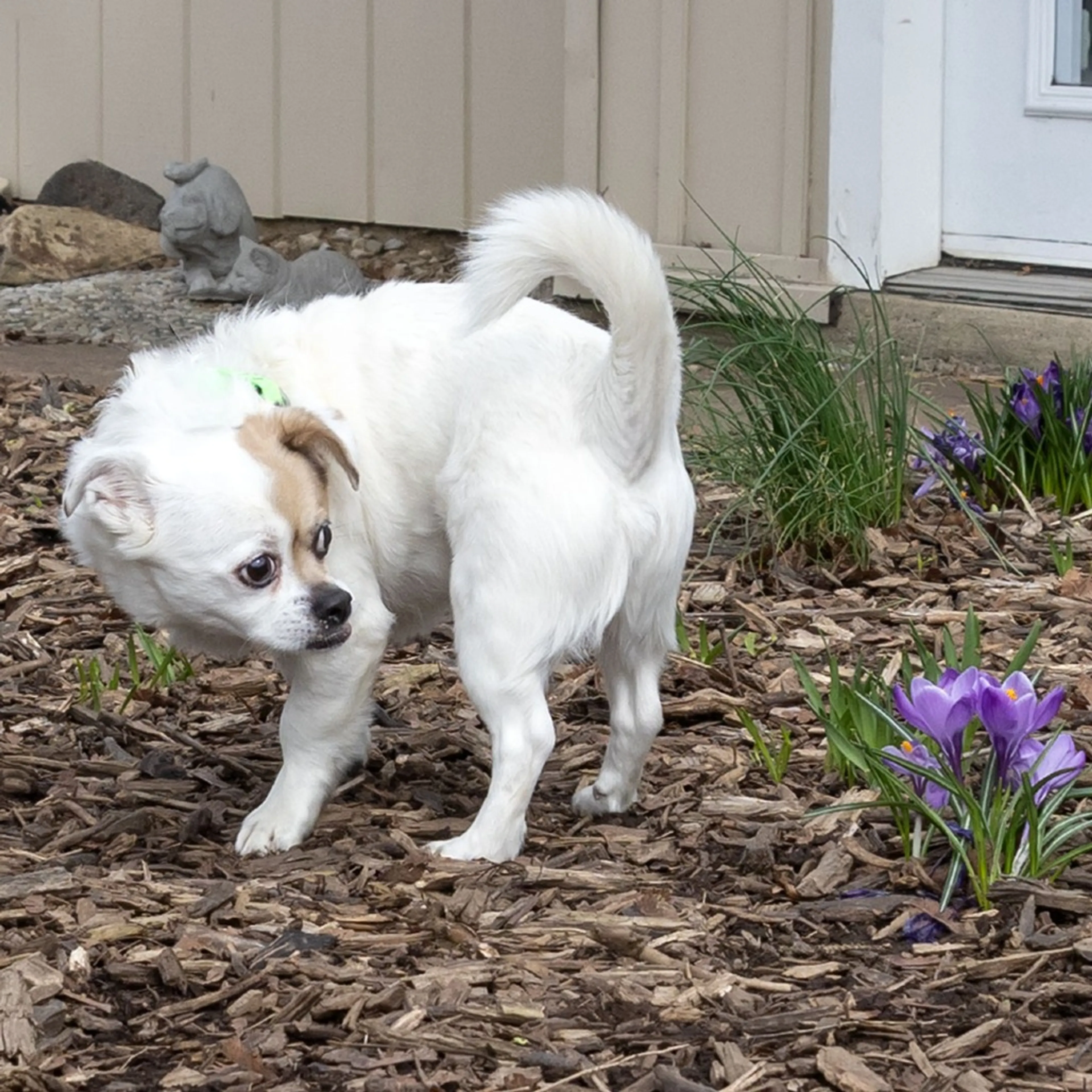 Found pet-5