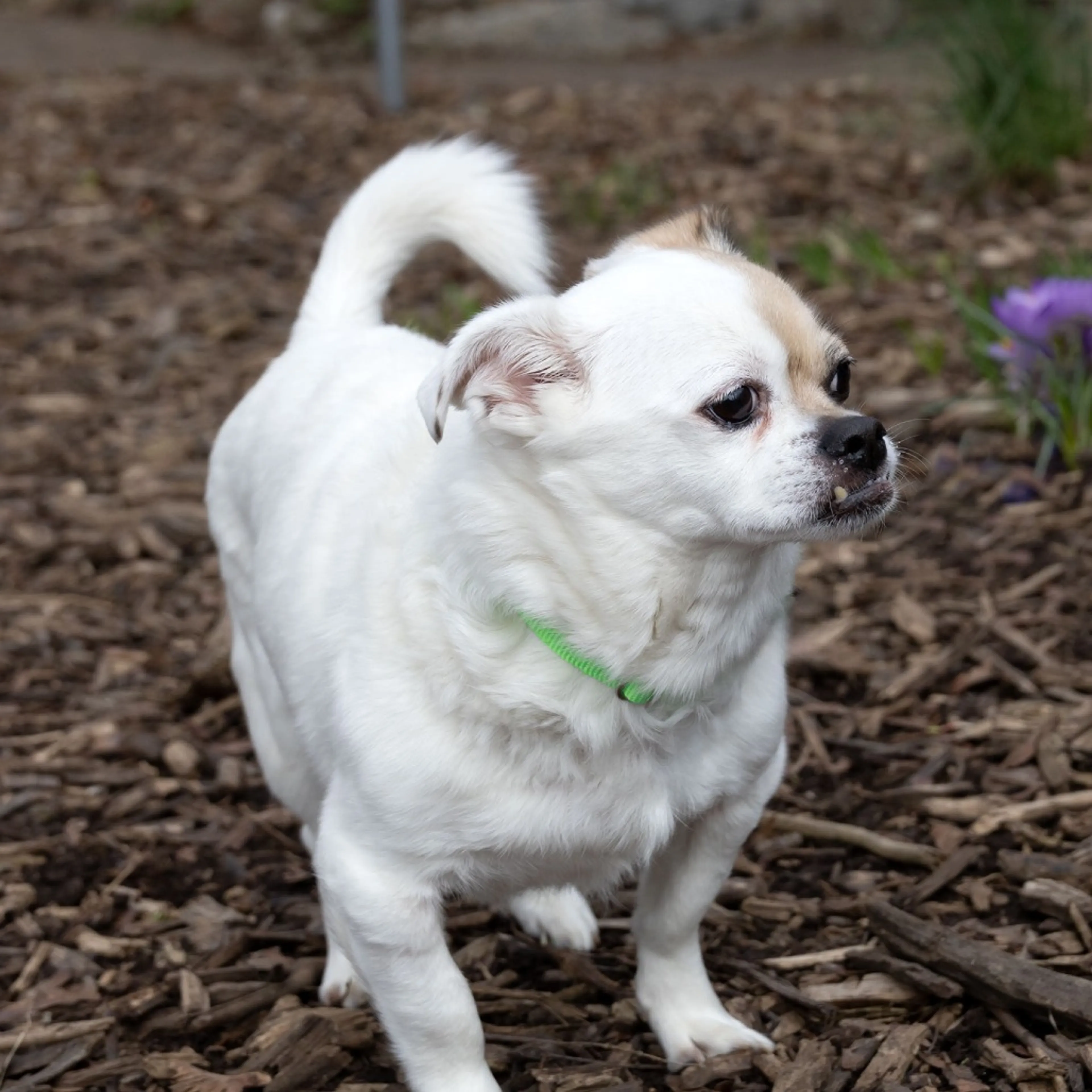 Found pet-9