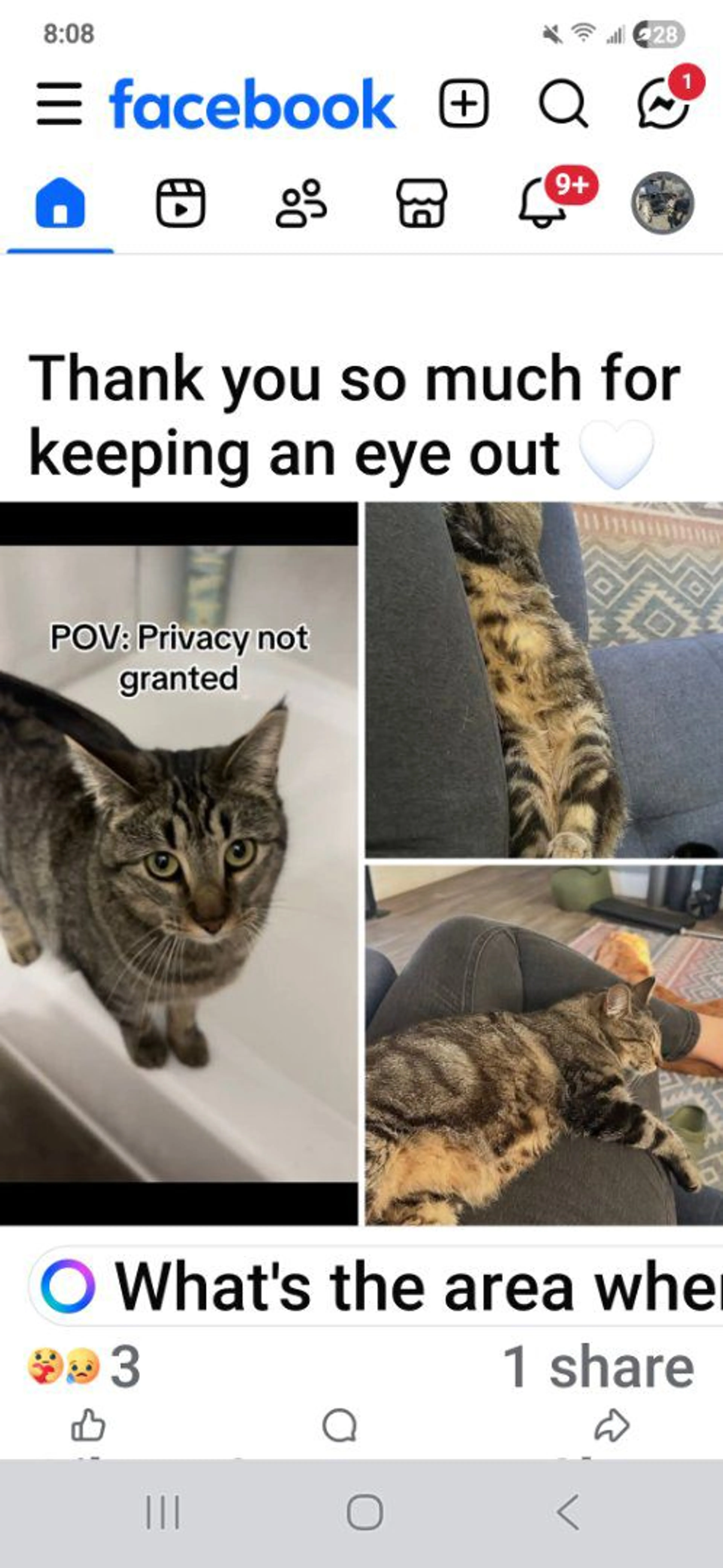 Lost pet-0