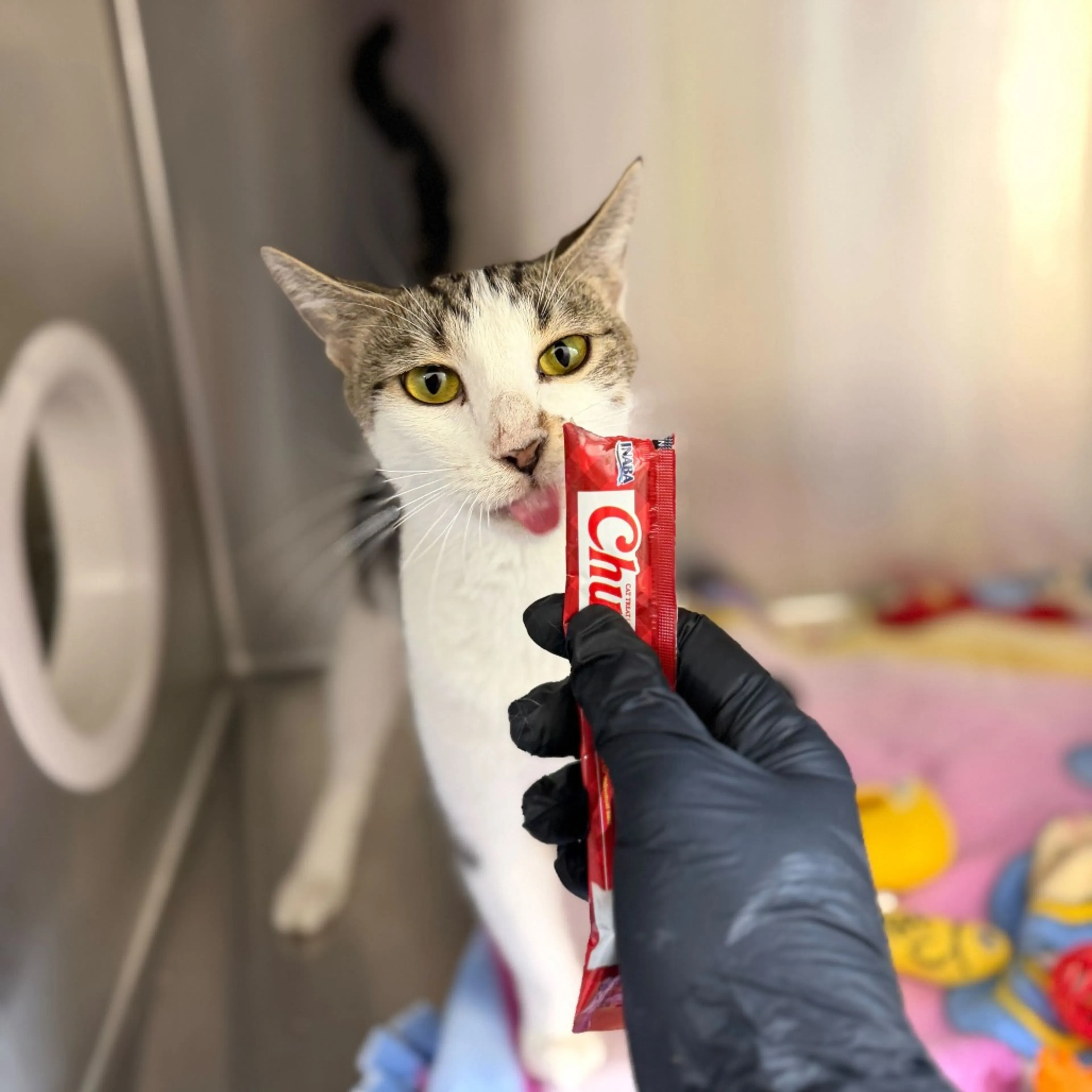 Found pet-1