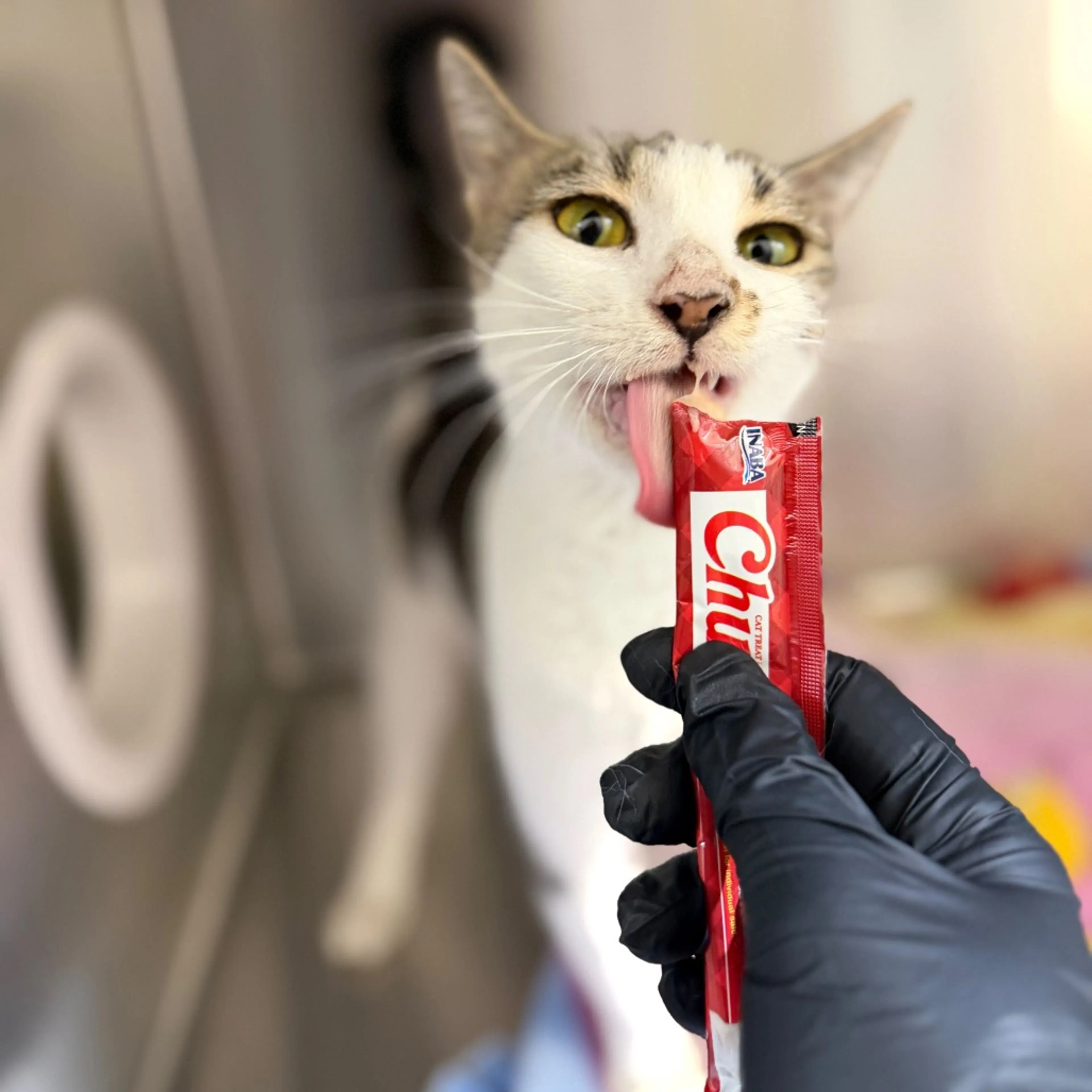 Found pet-2