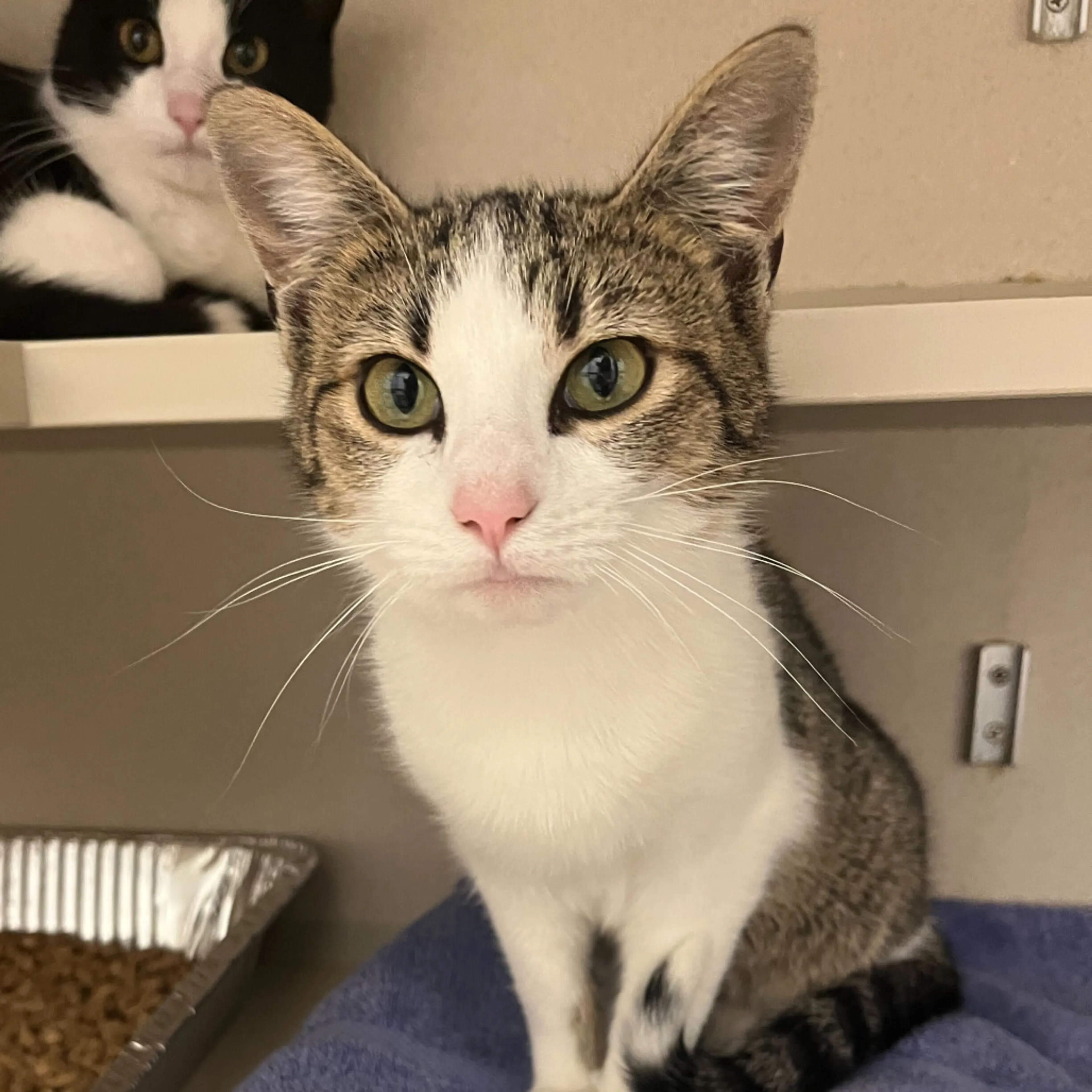 Found pet