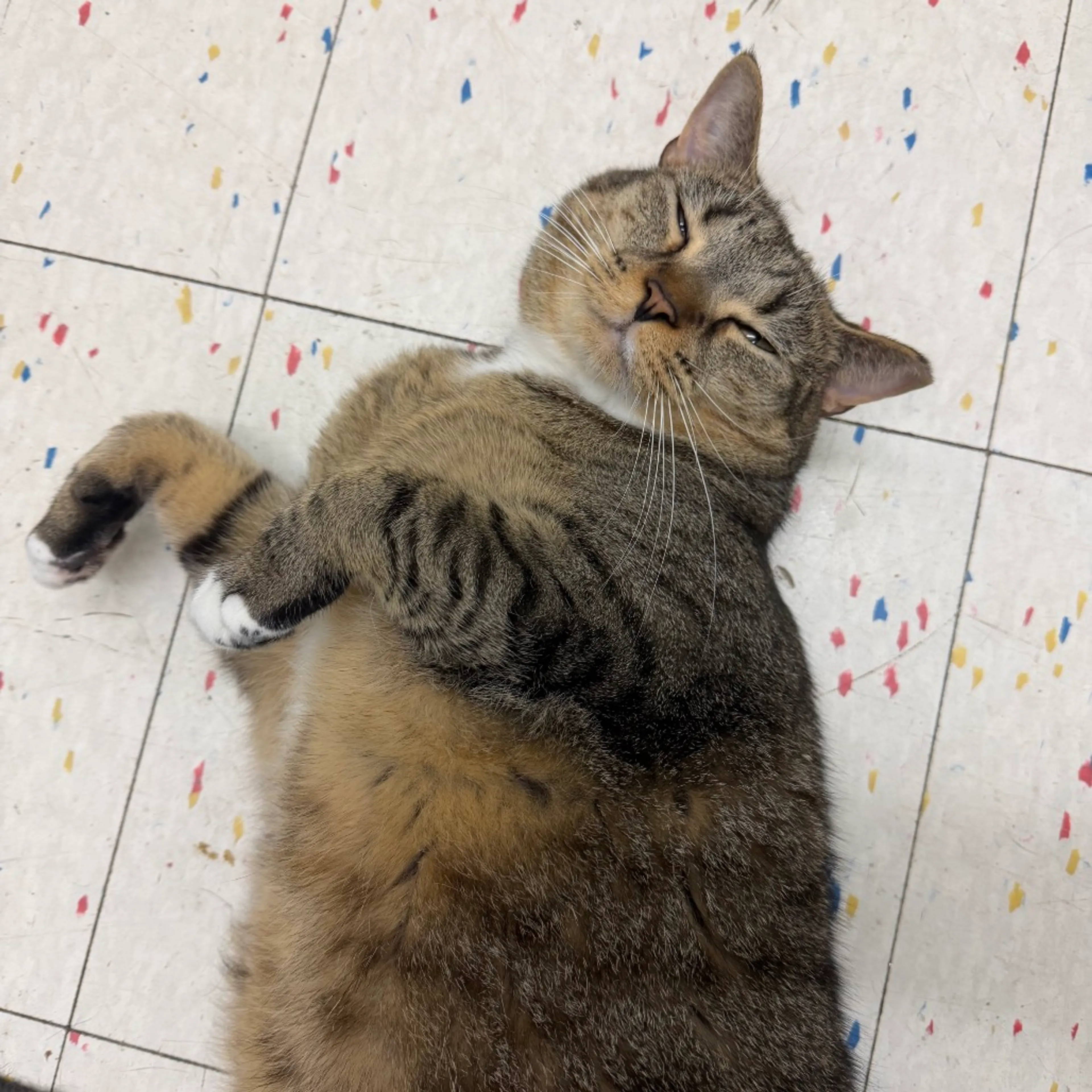 Found pet-3