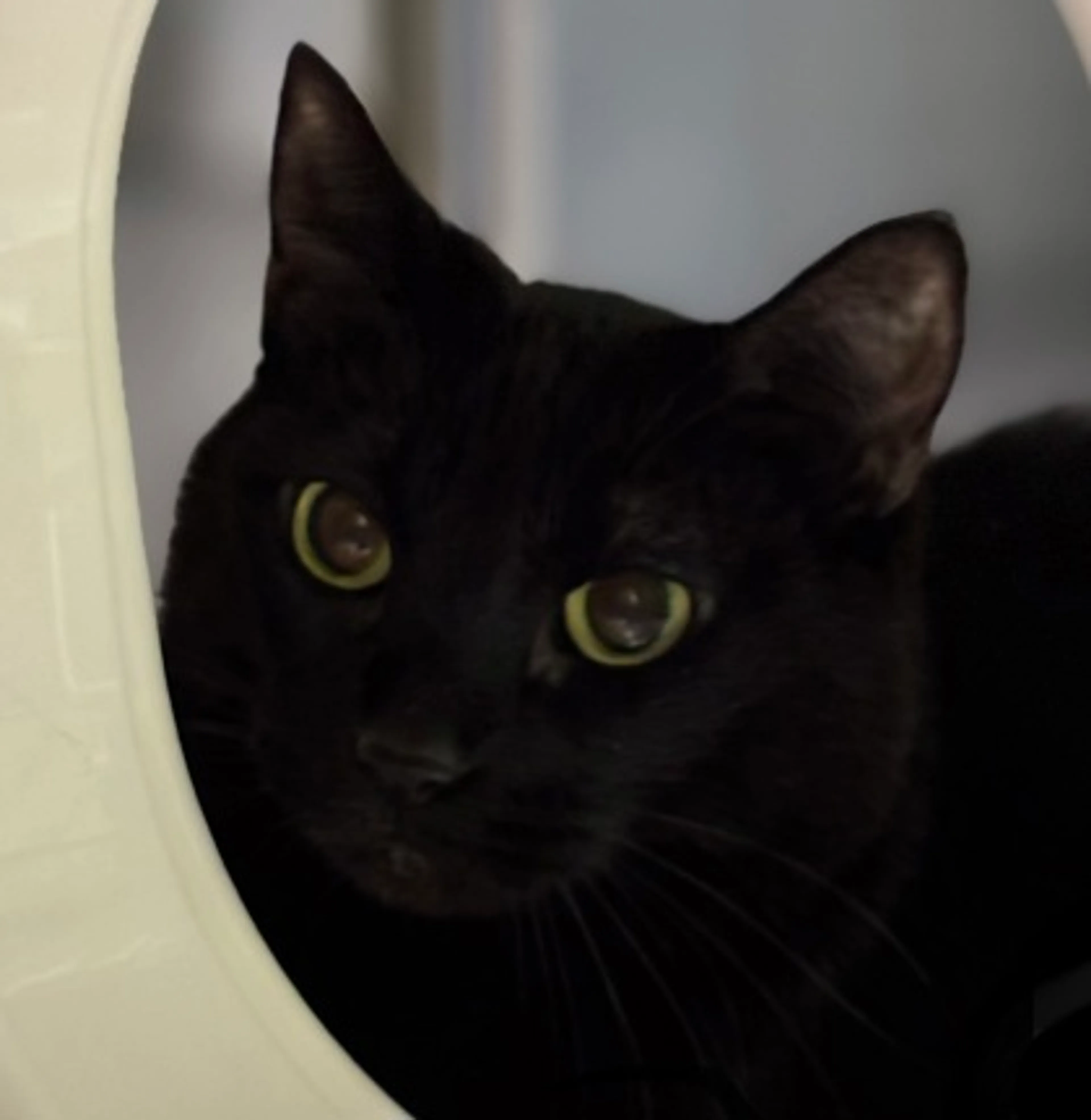 Found pet-2