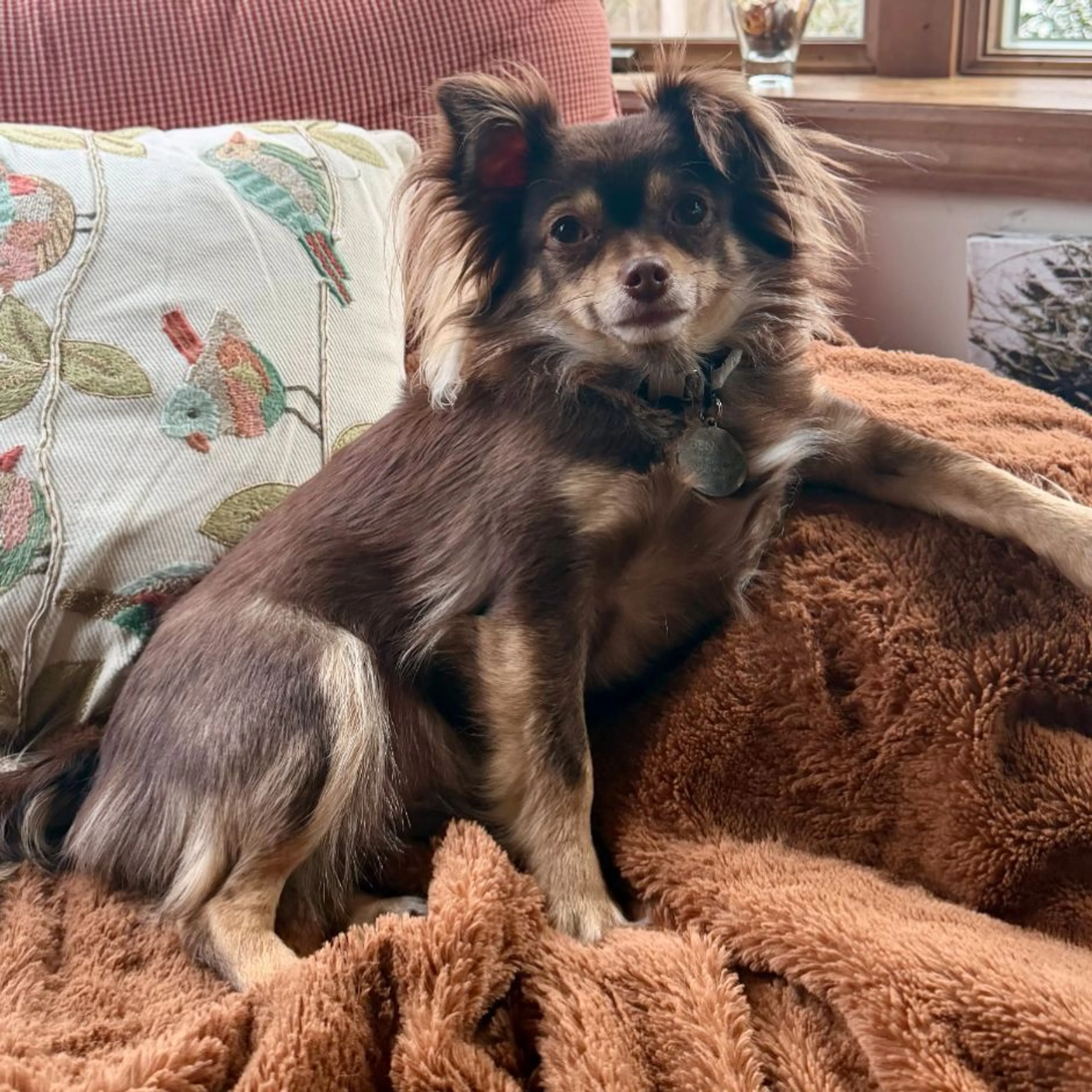 Lost pet