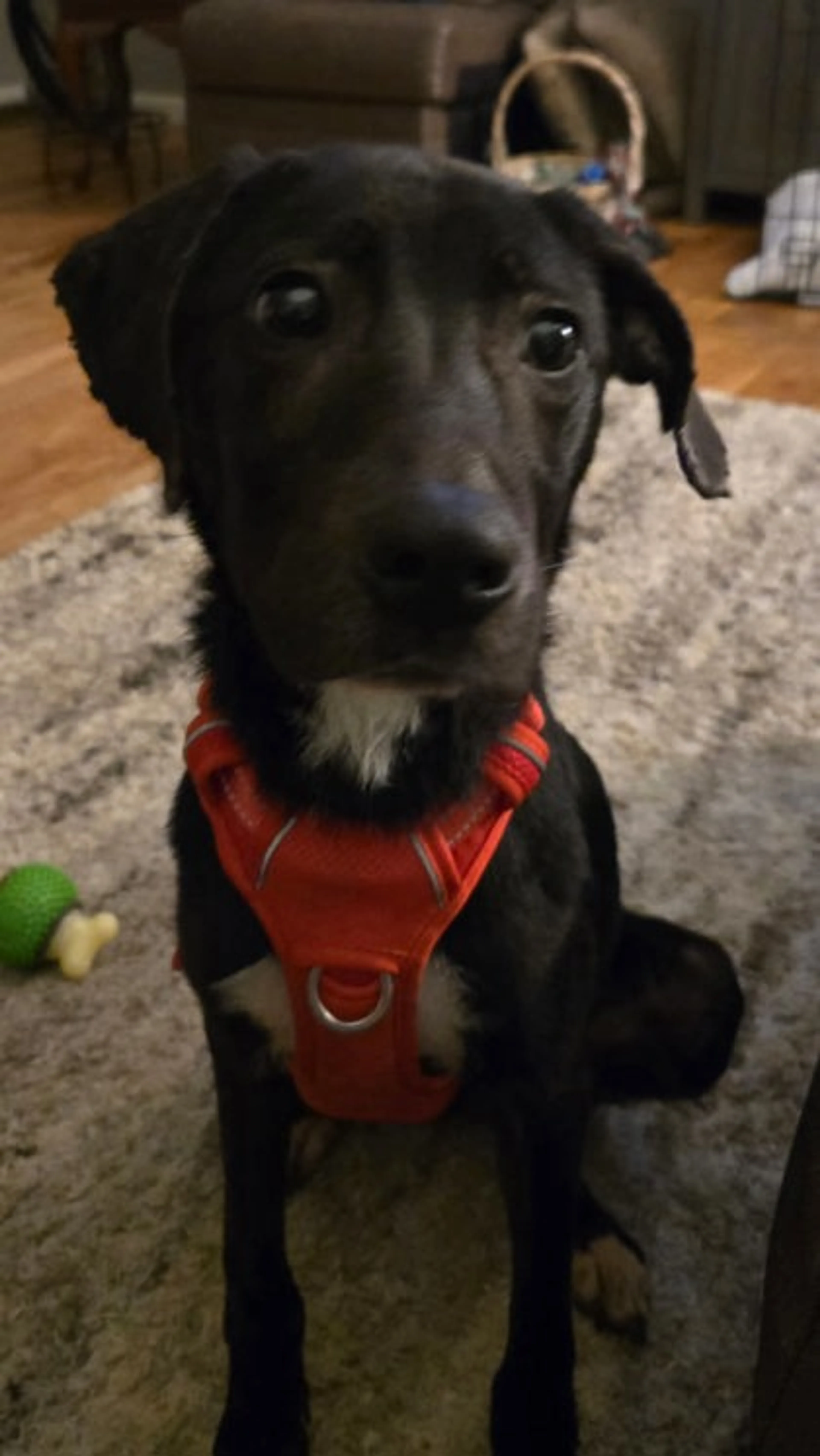 Found pet-2
