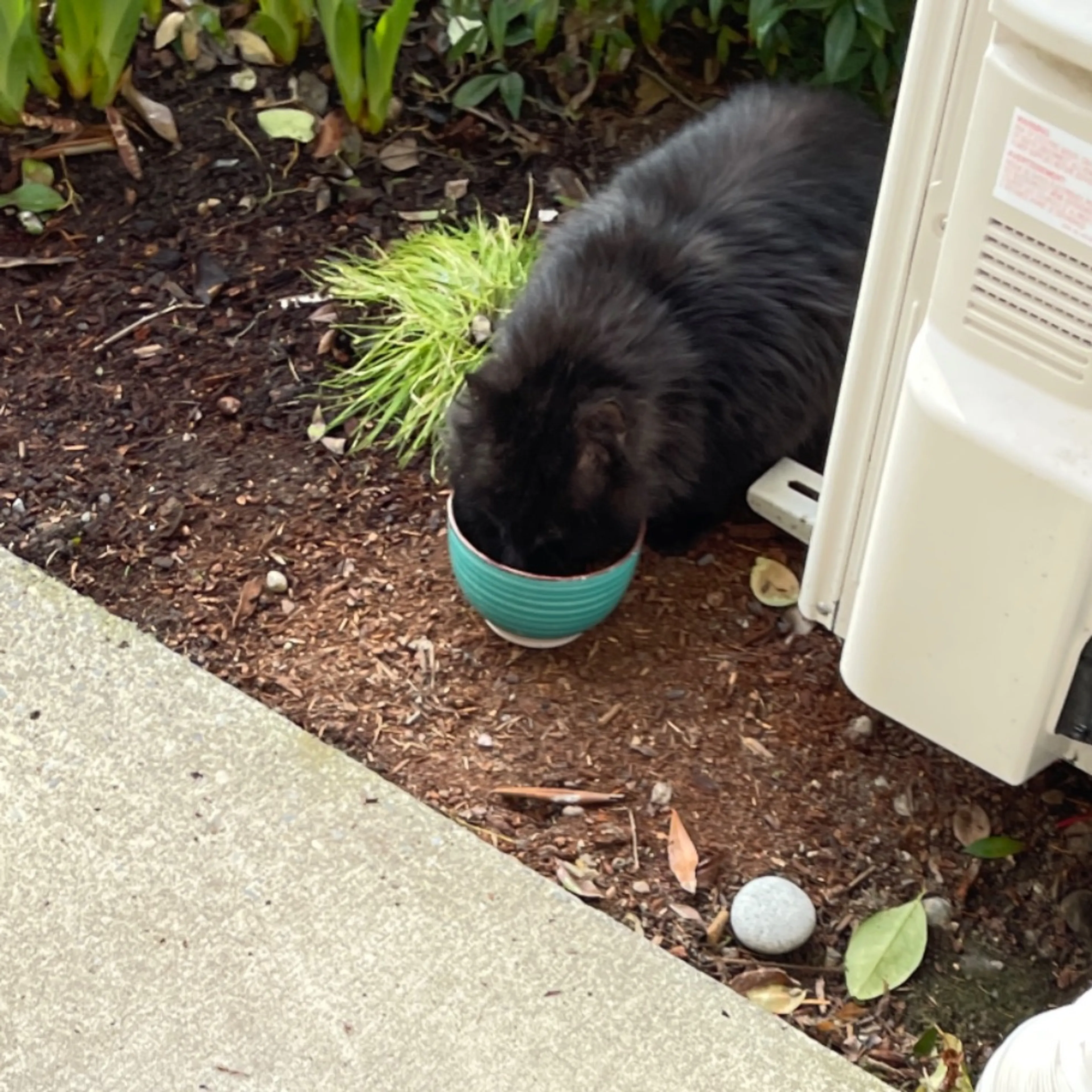 Found pet