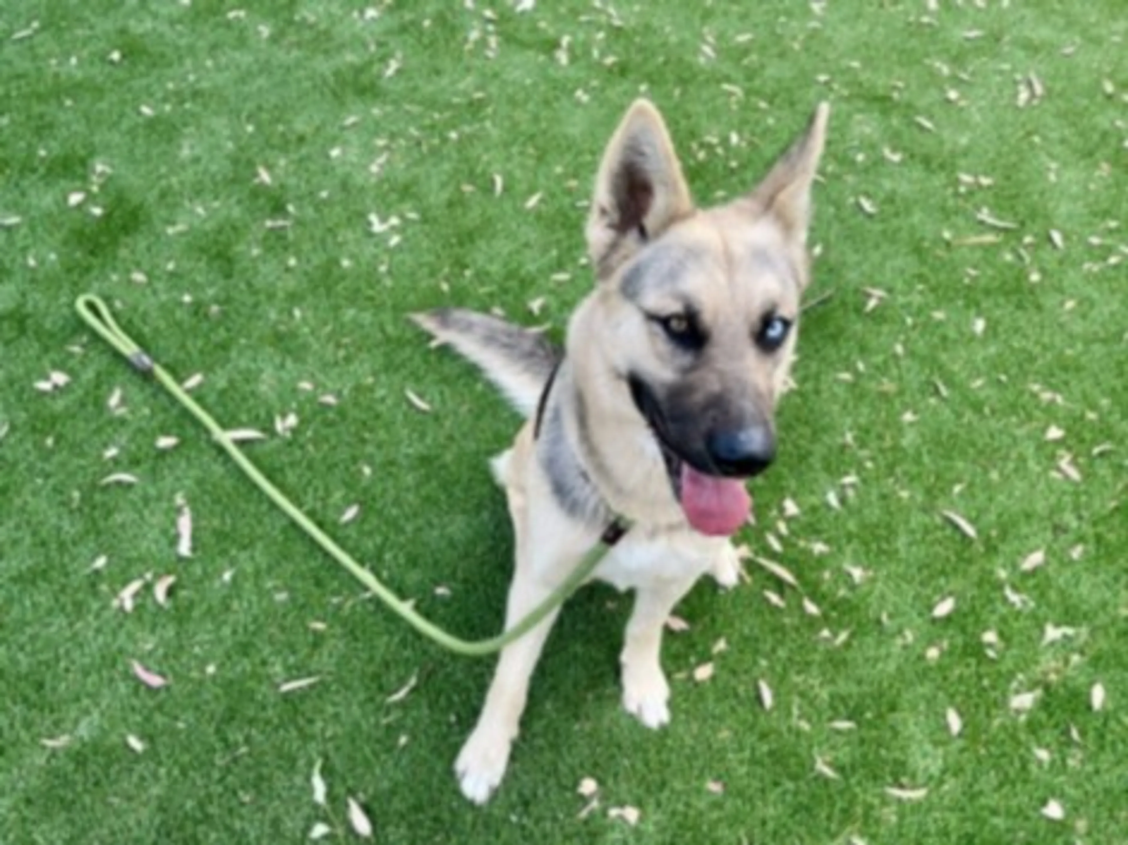 Found pet