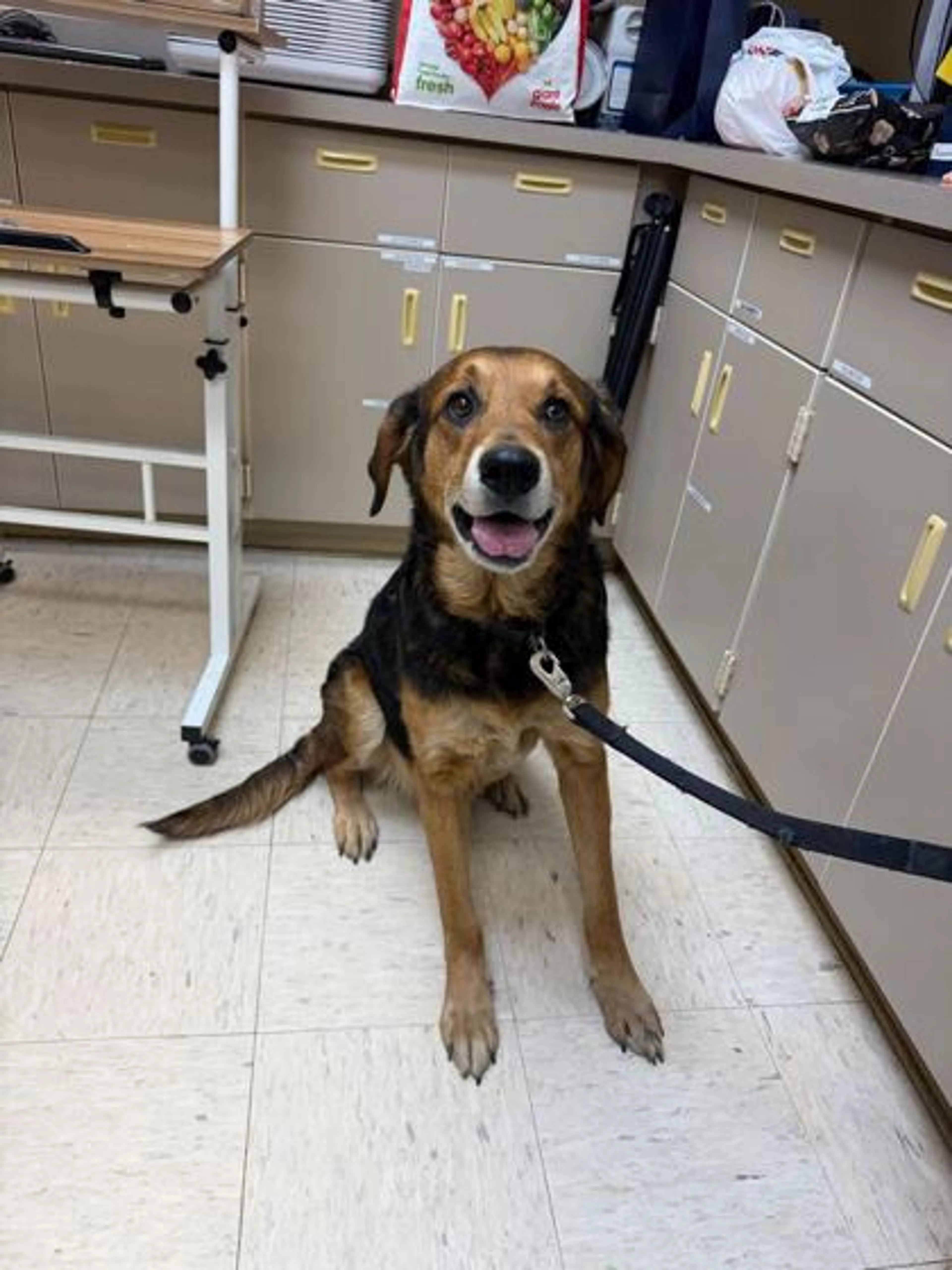 Found pet