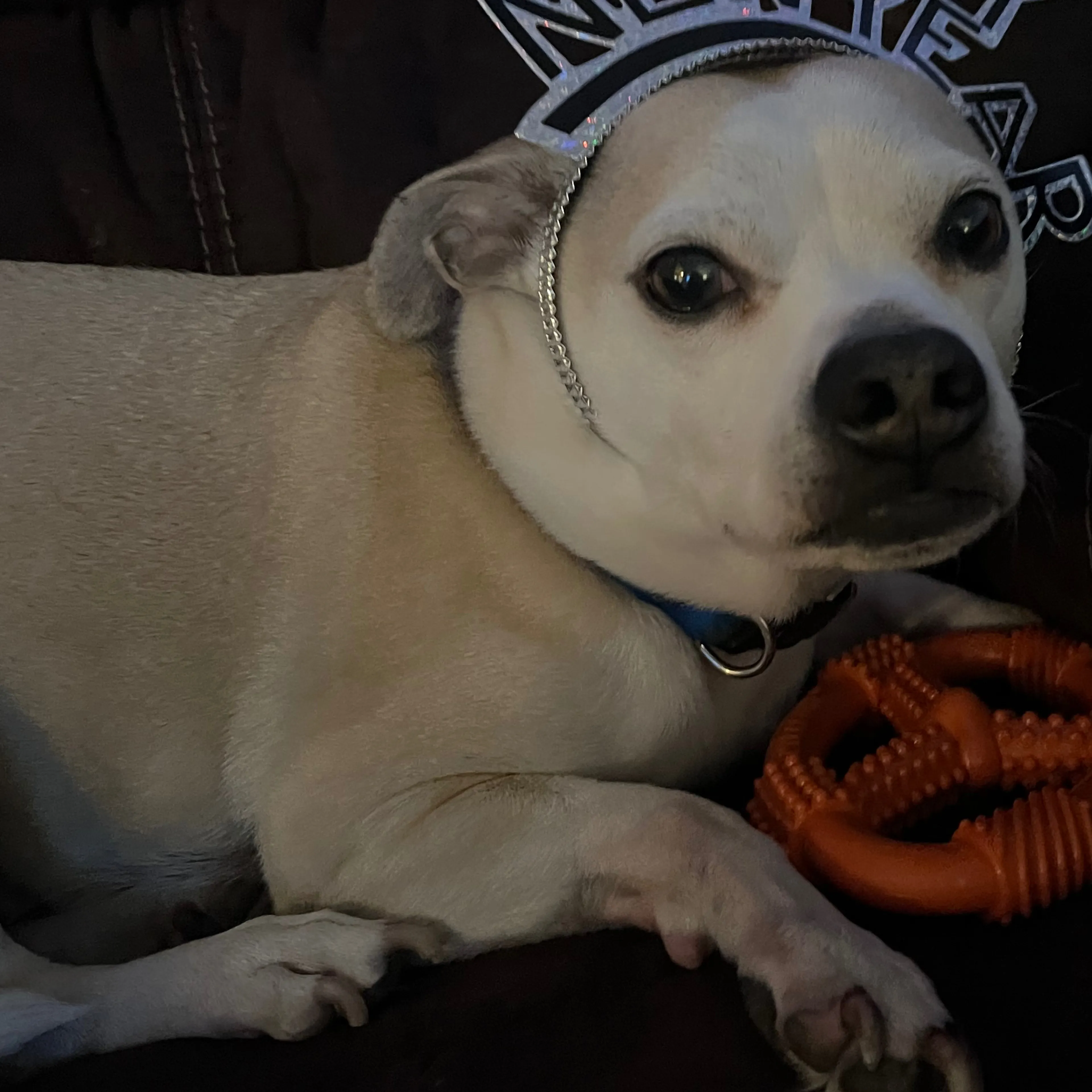 Lost pet-1