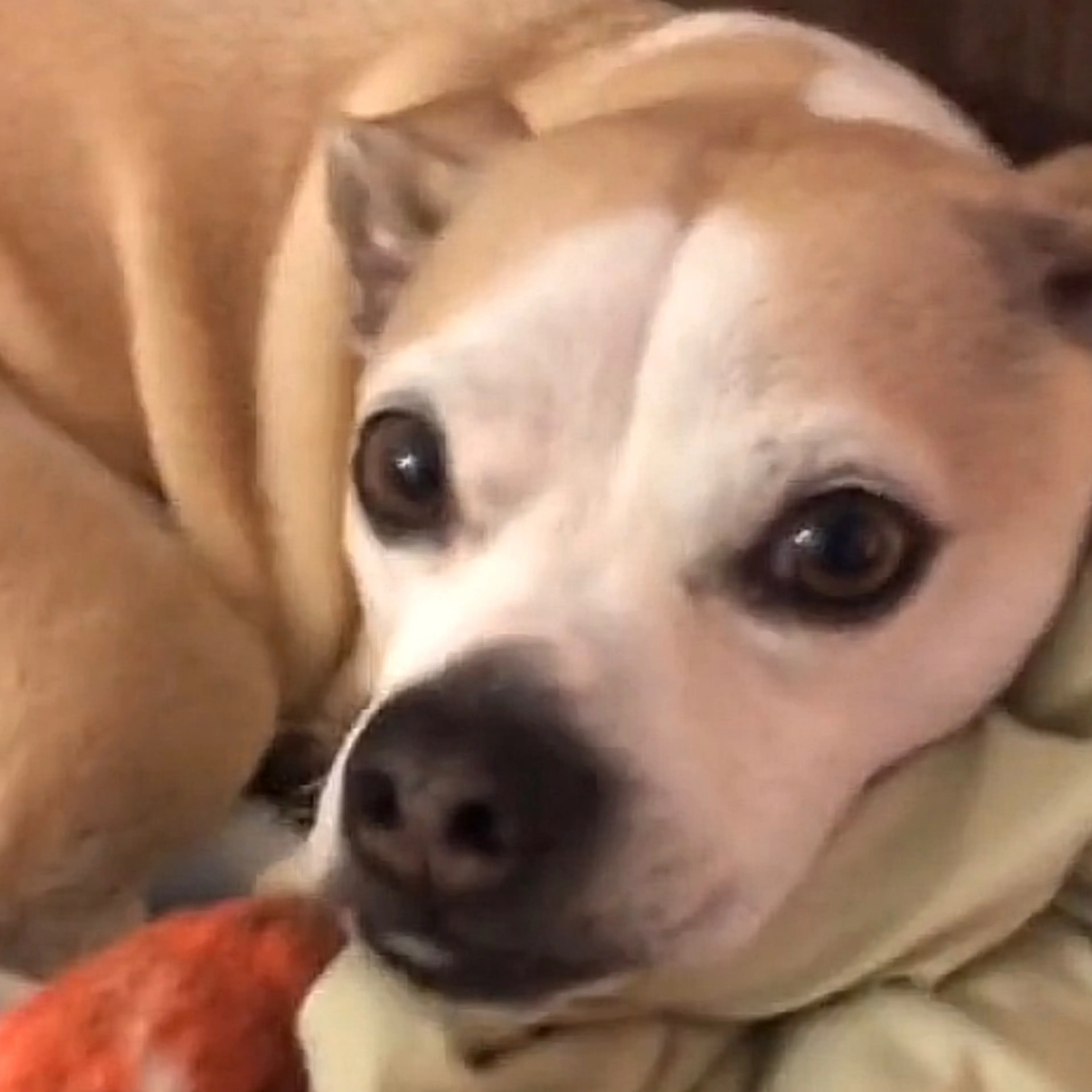 Lost pet-2