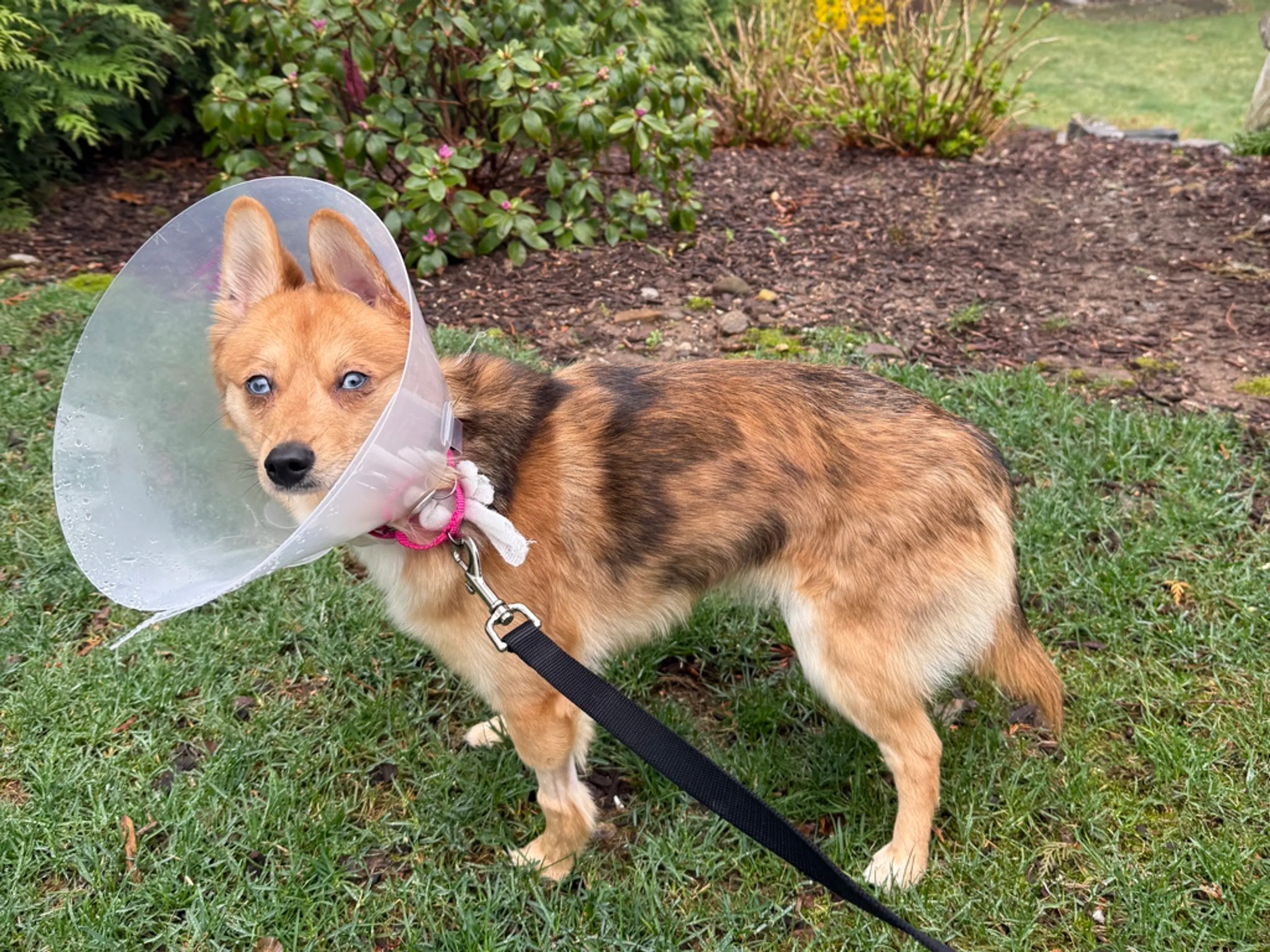 Found pet-1