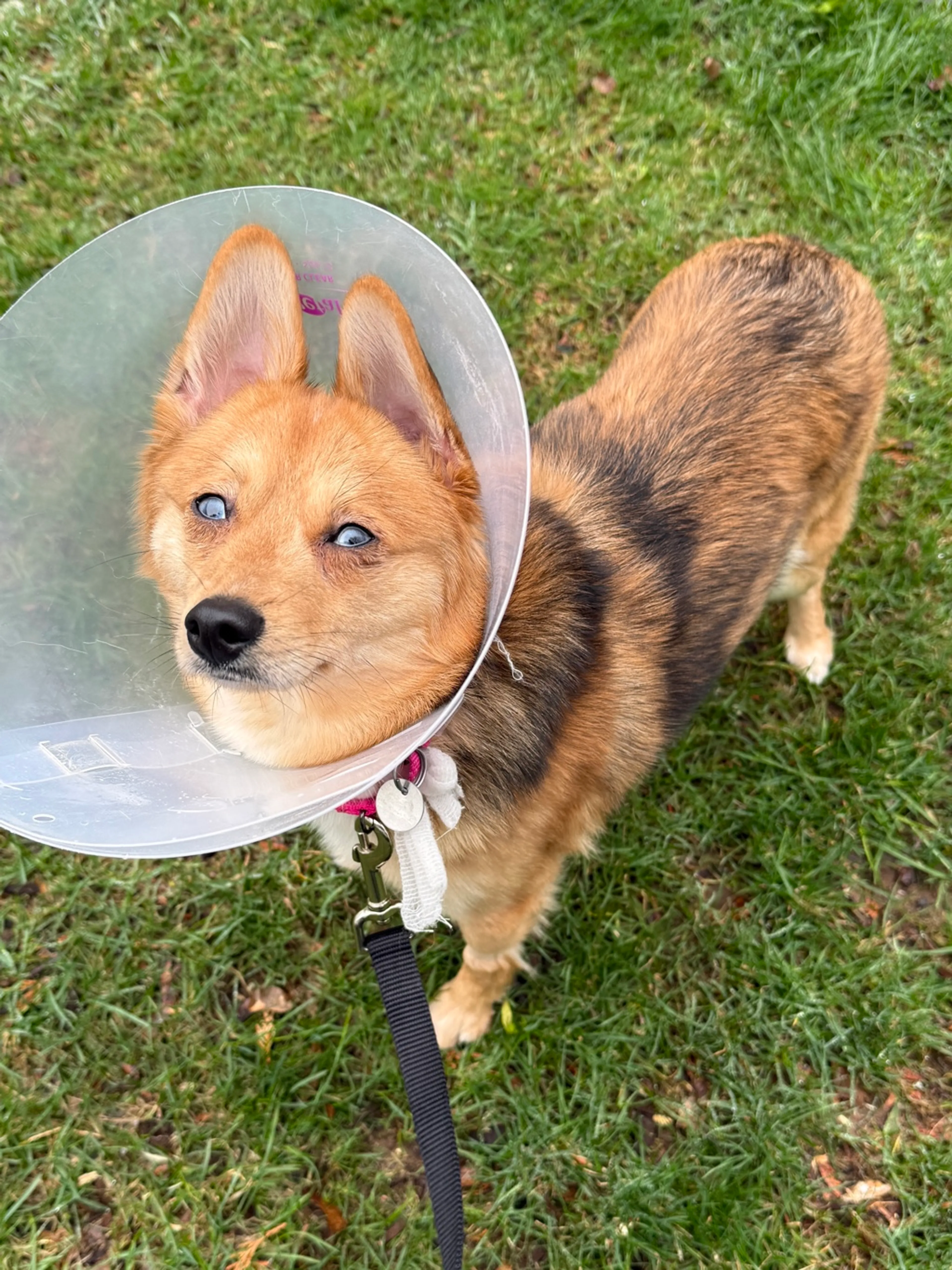 Found pet-0