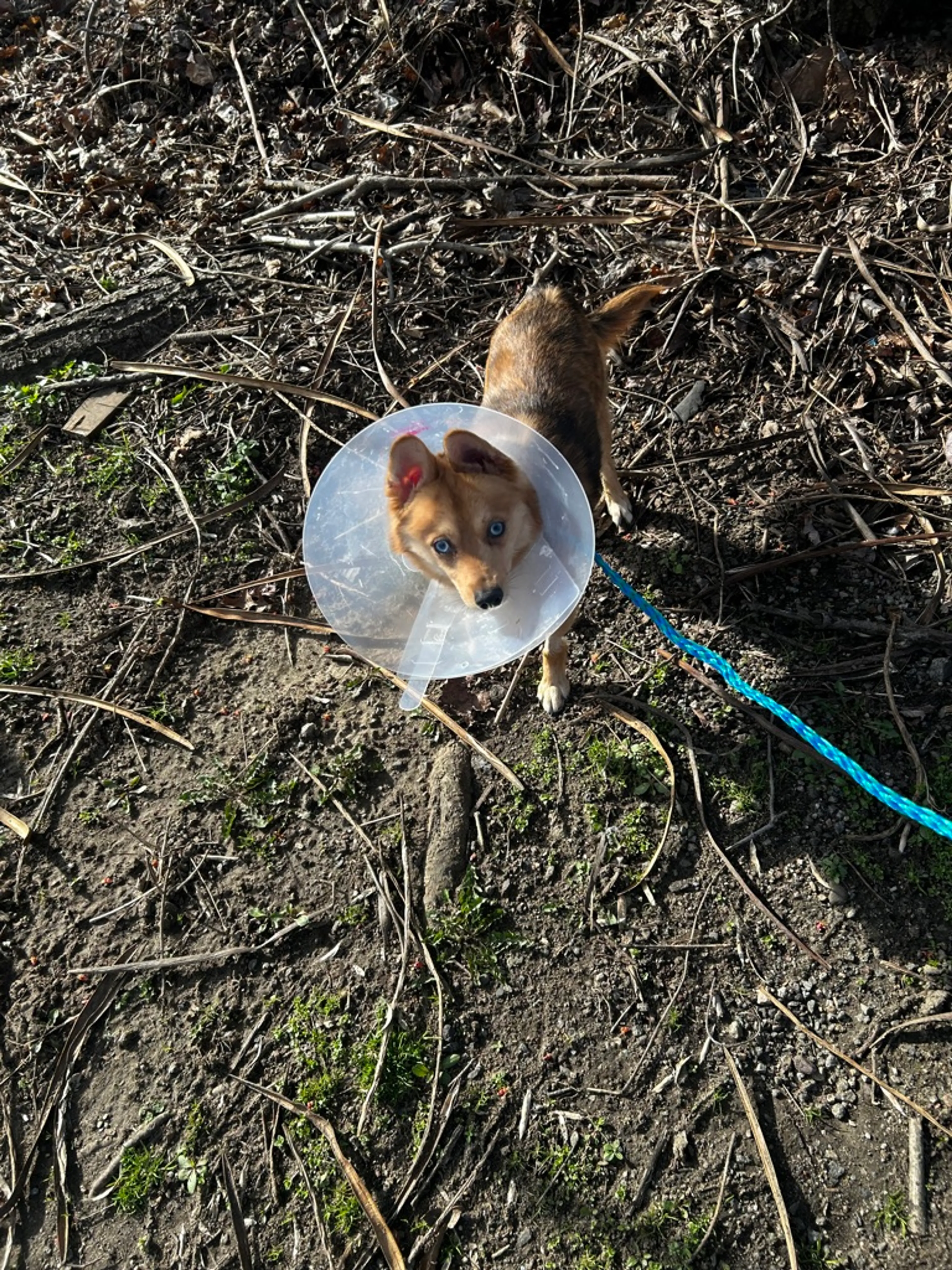 Found pet-2