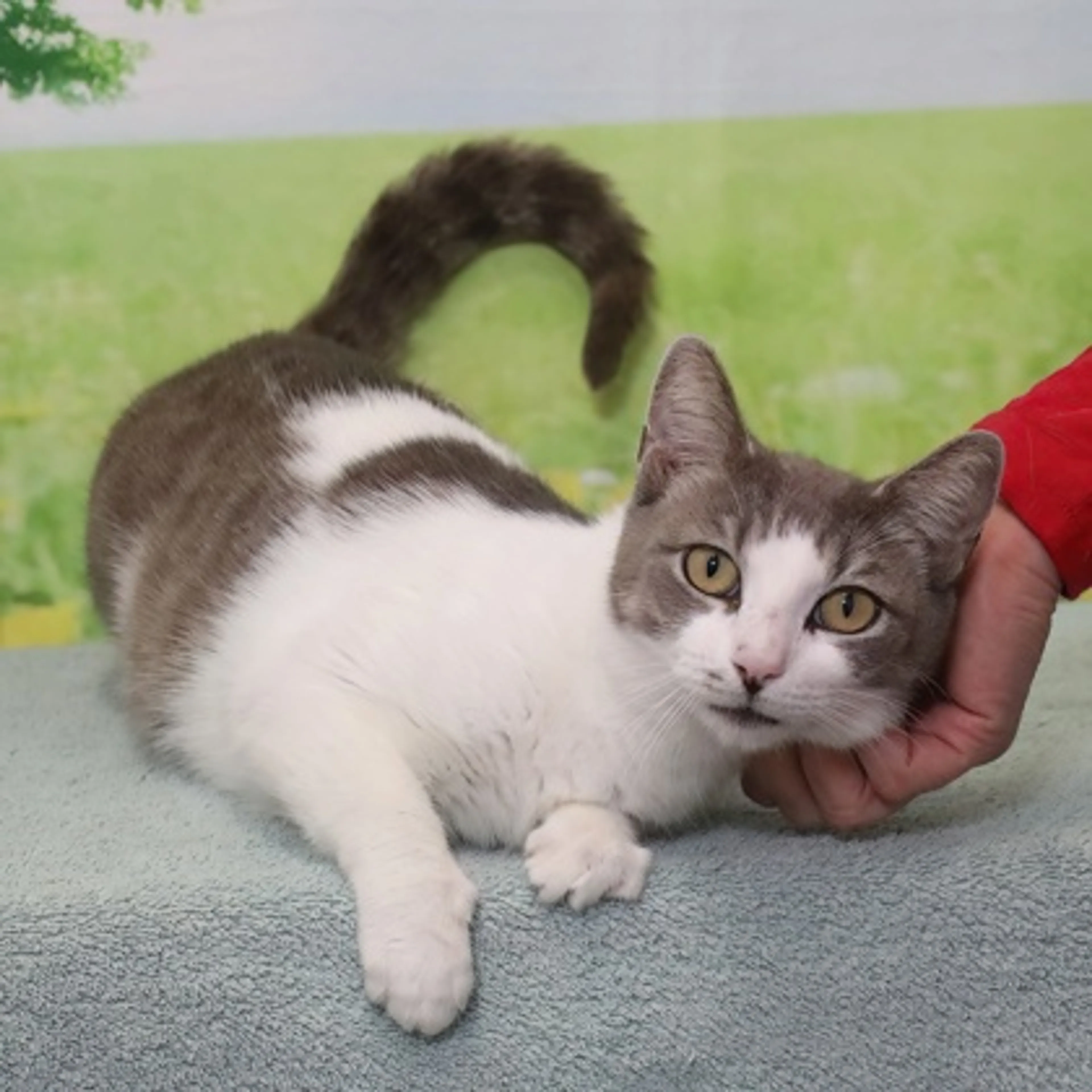 Found pet-1