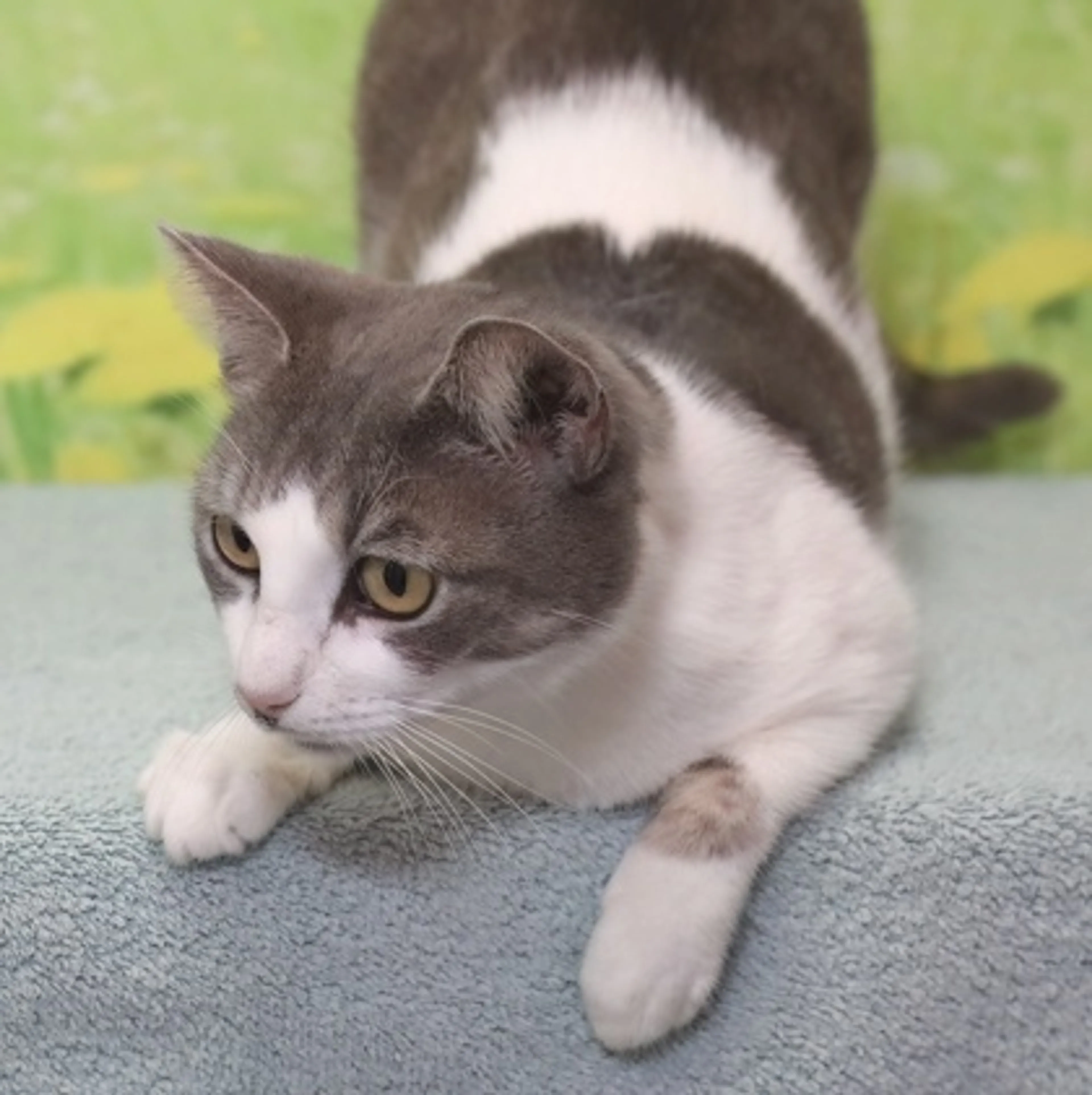 Found pet-2