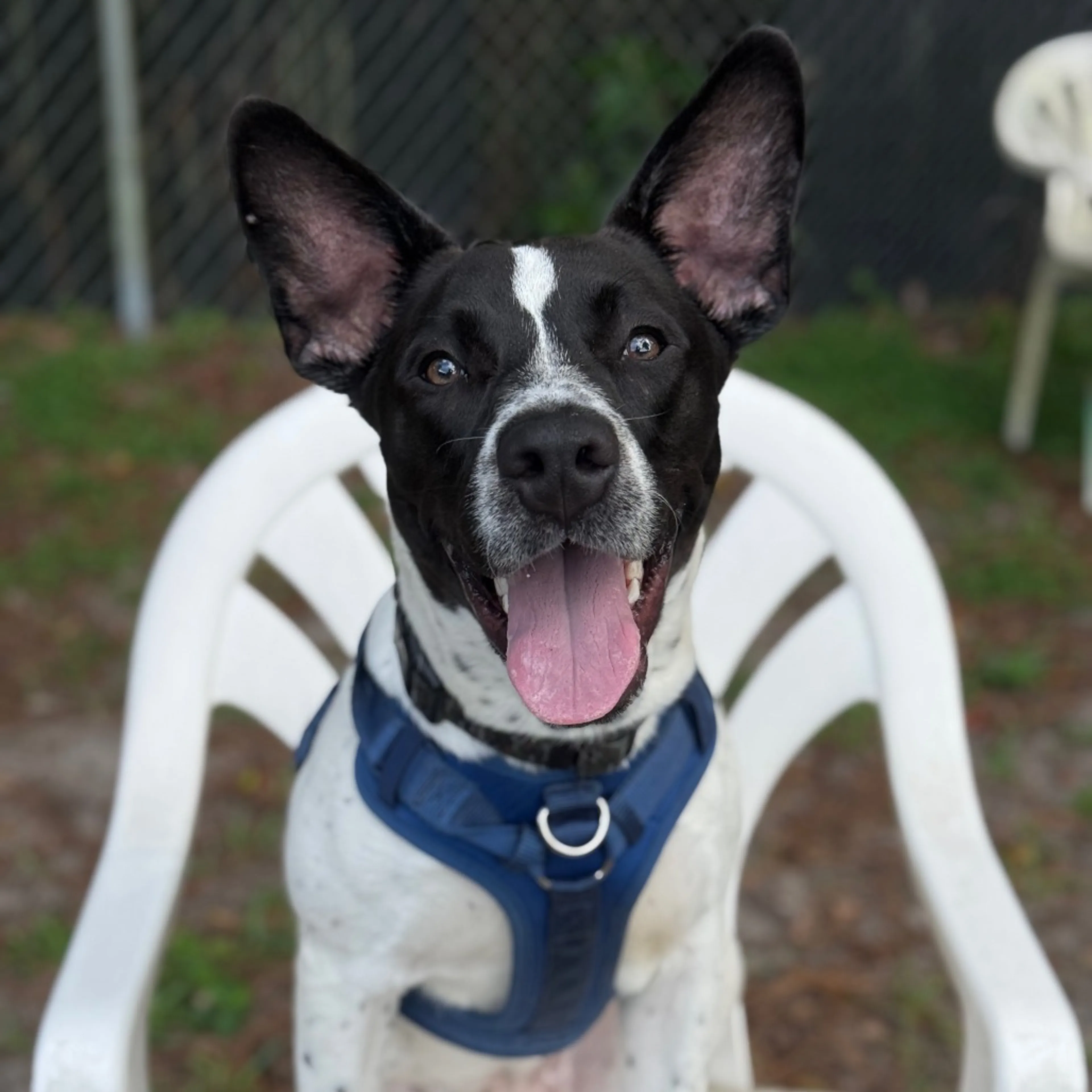 Found pet-5