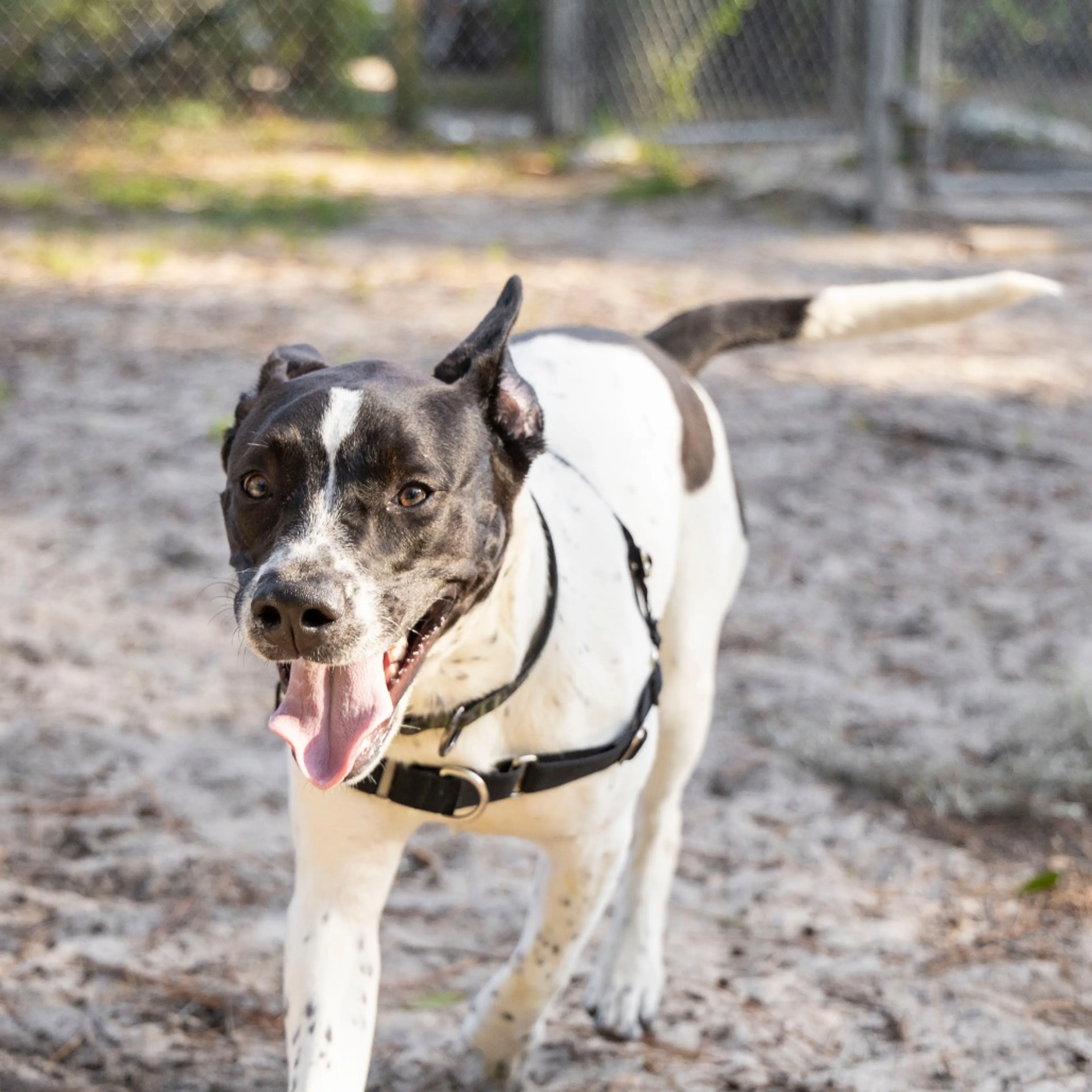 Found pet-11