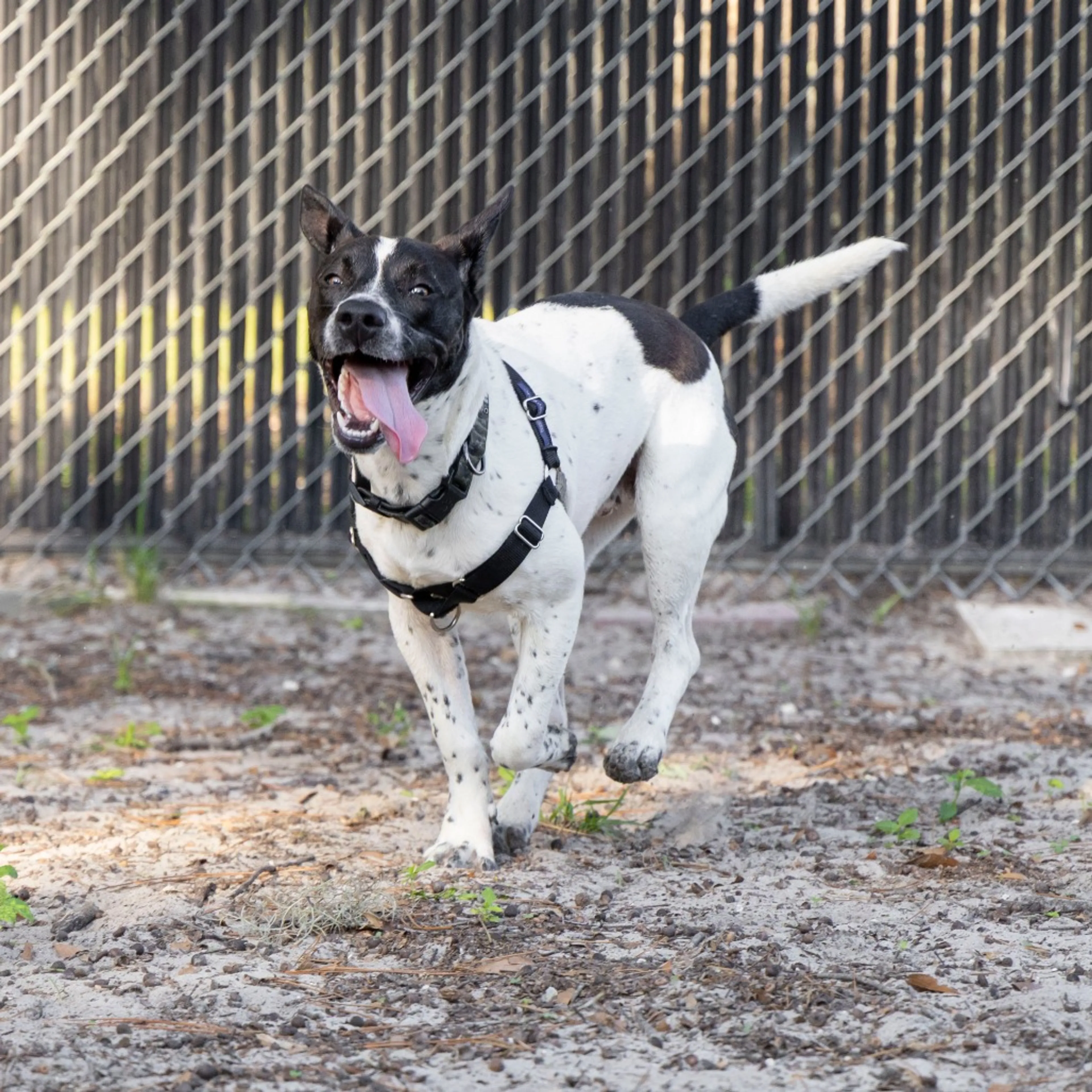 Found pet-12