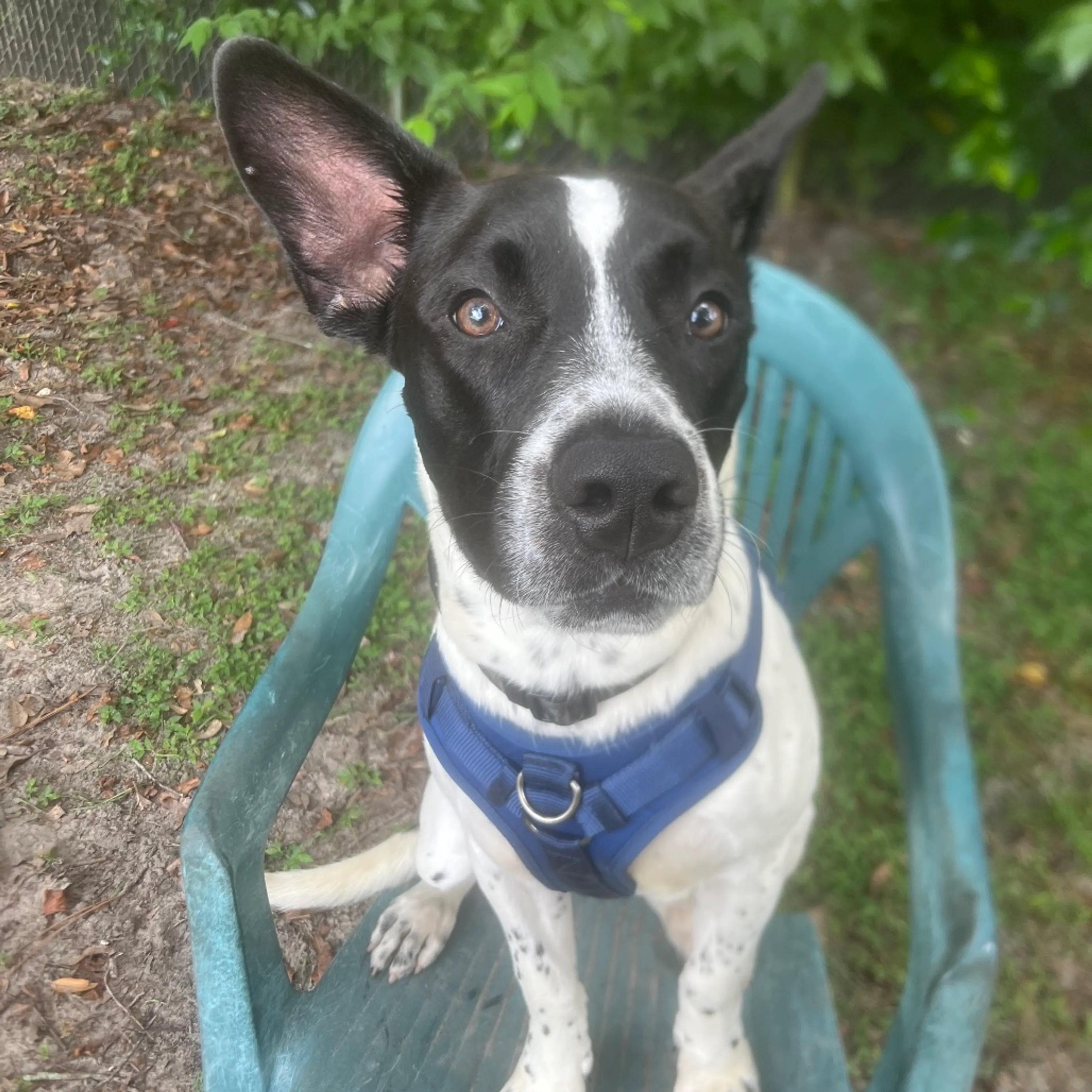 Found pet-2