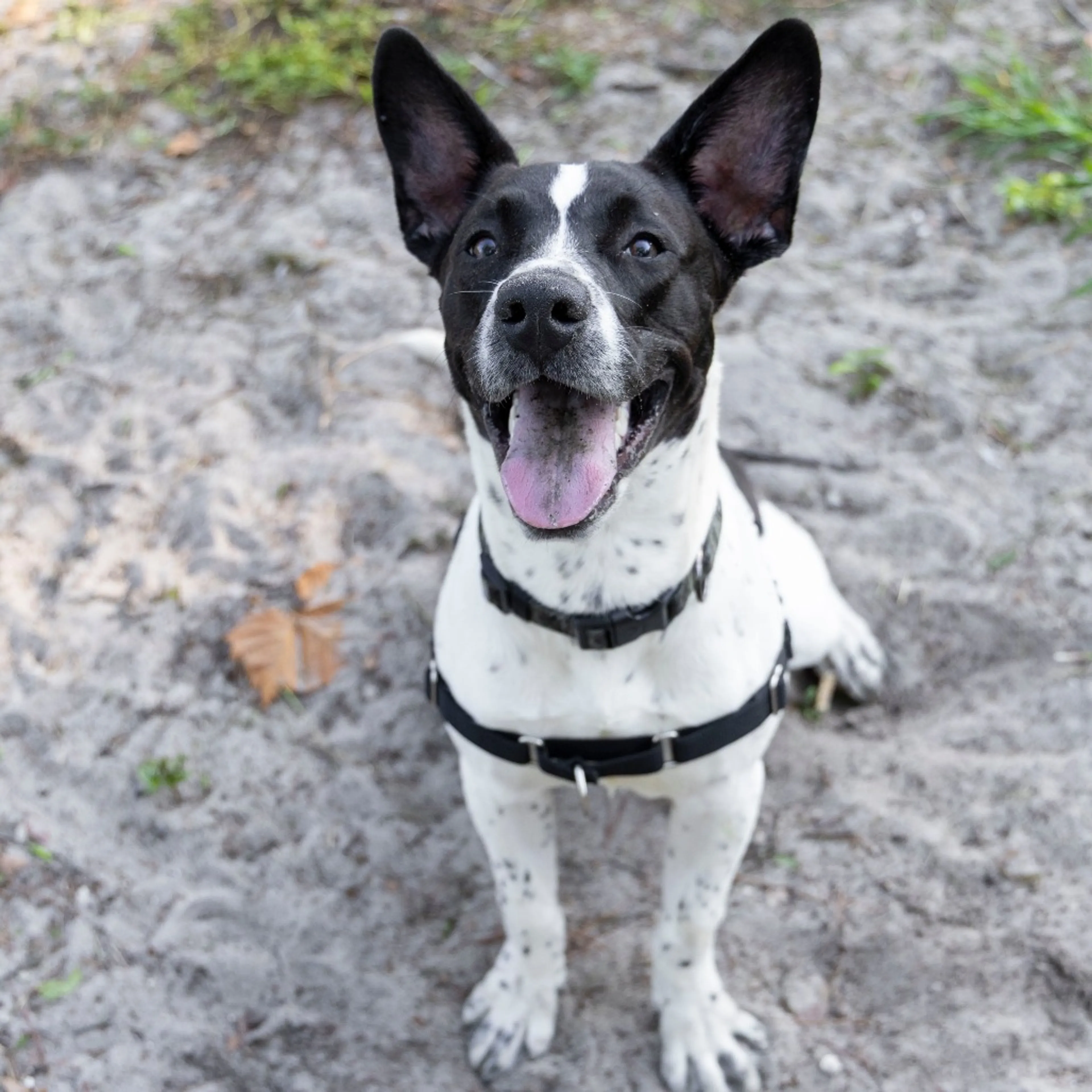 Found pet-8