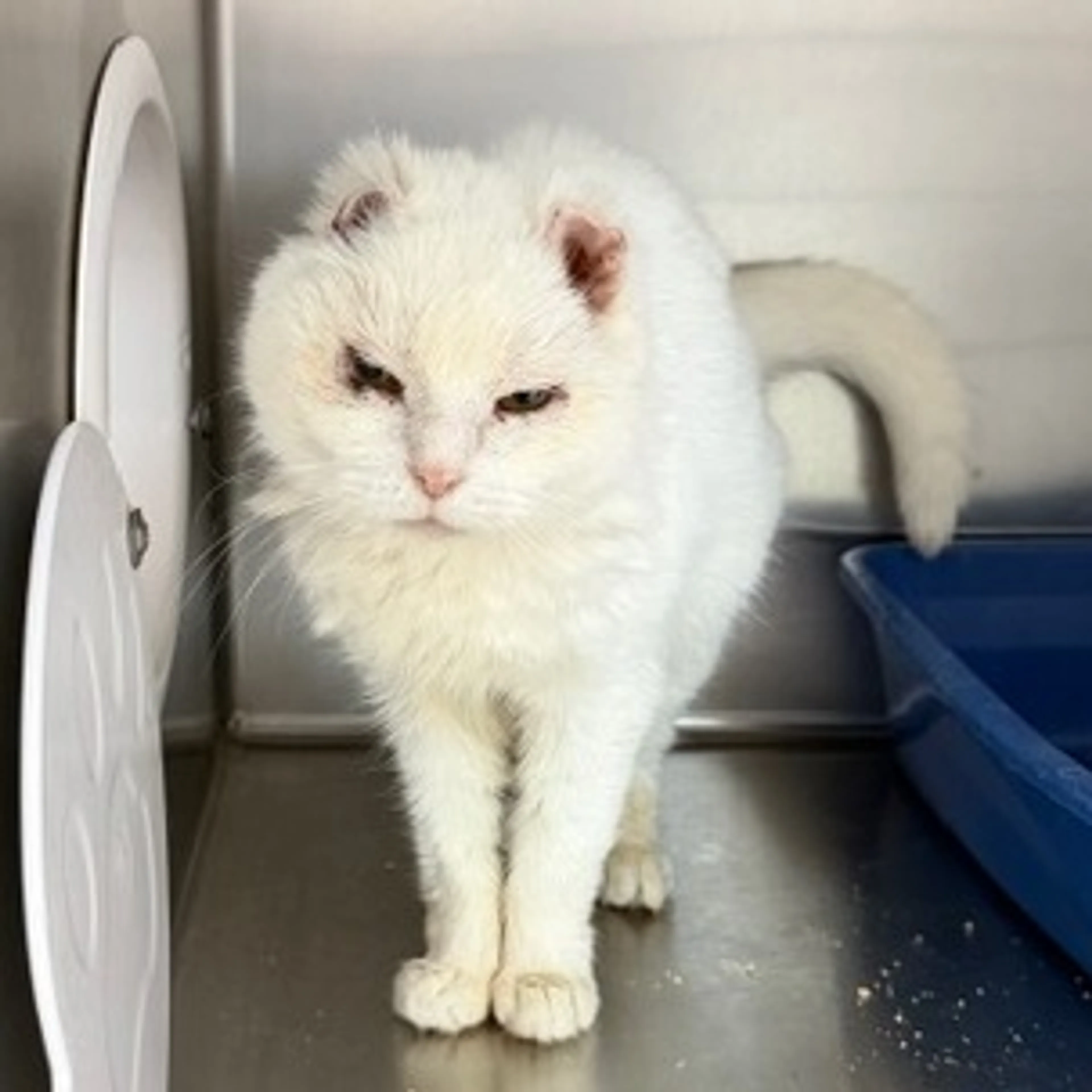 Found pet