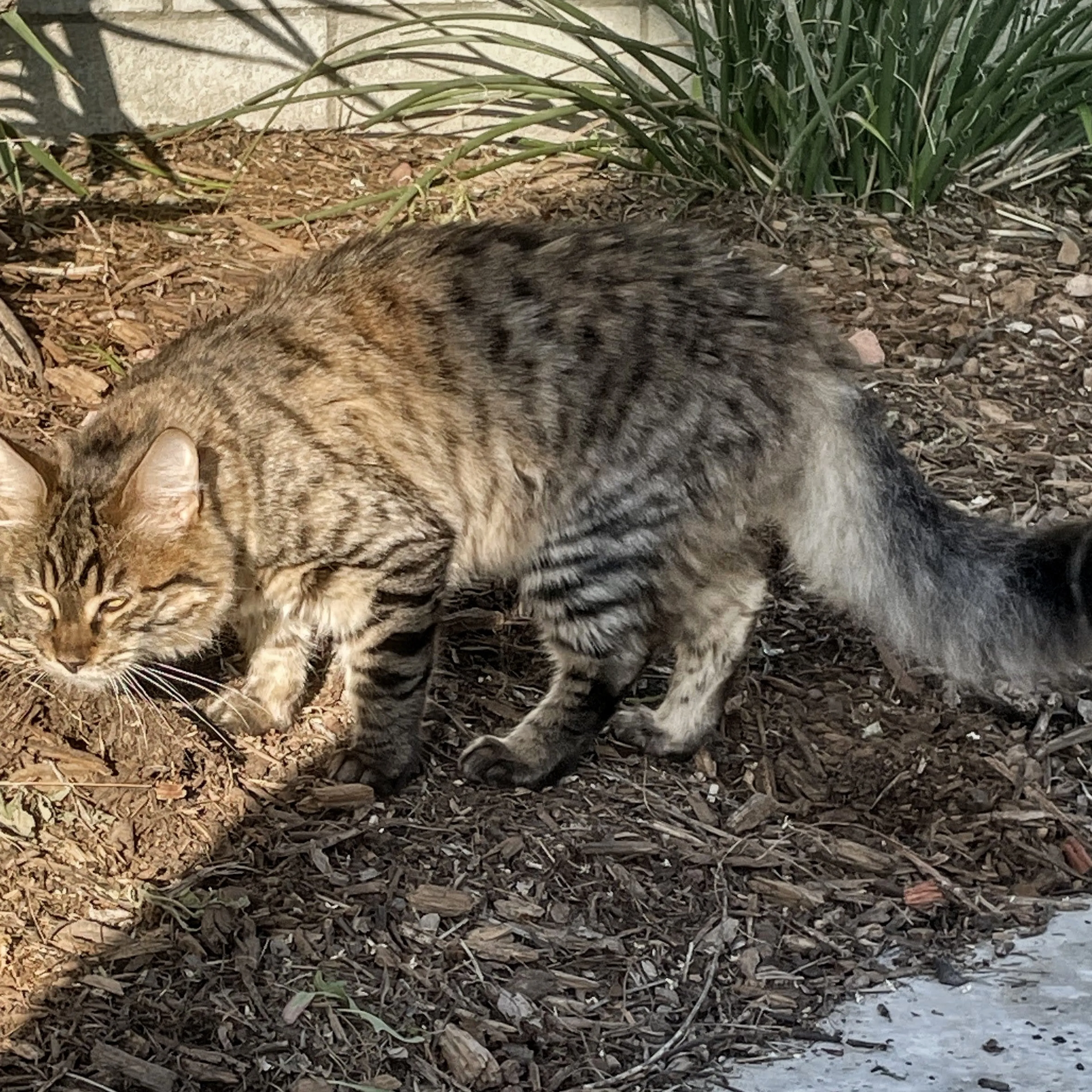 Lost pet-0