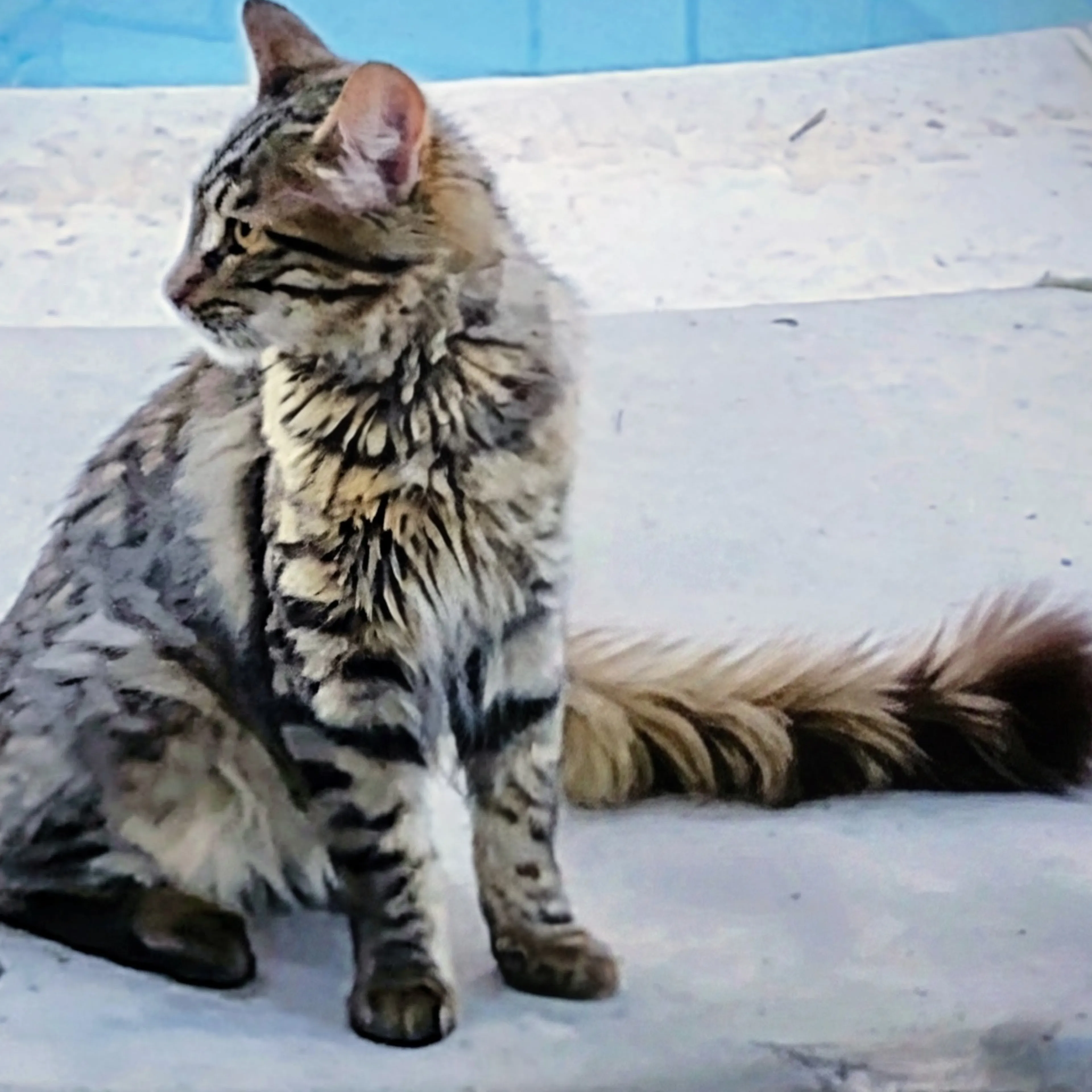 Lost pet-3