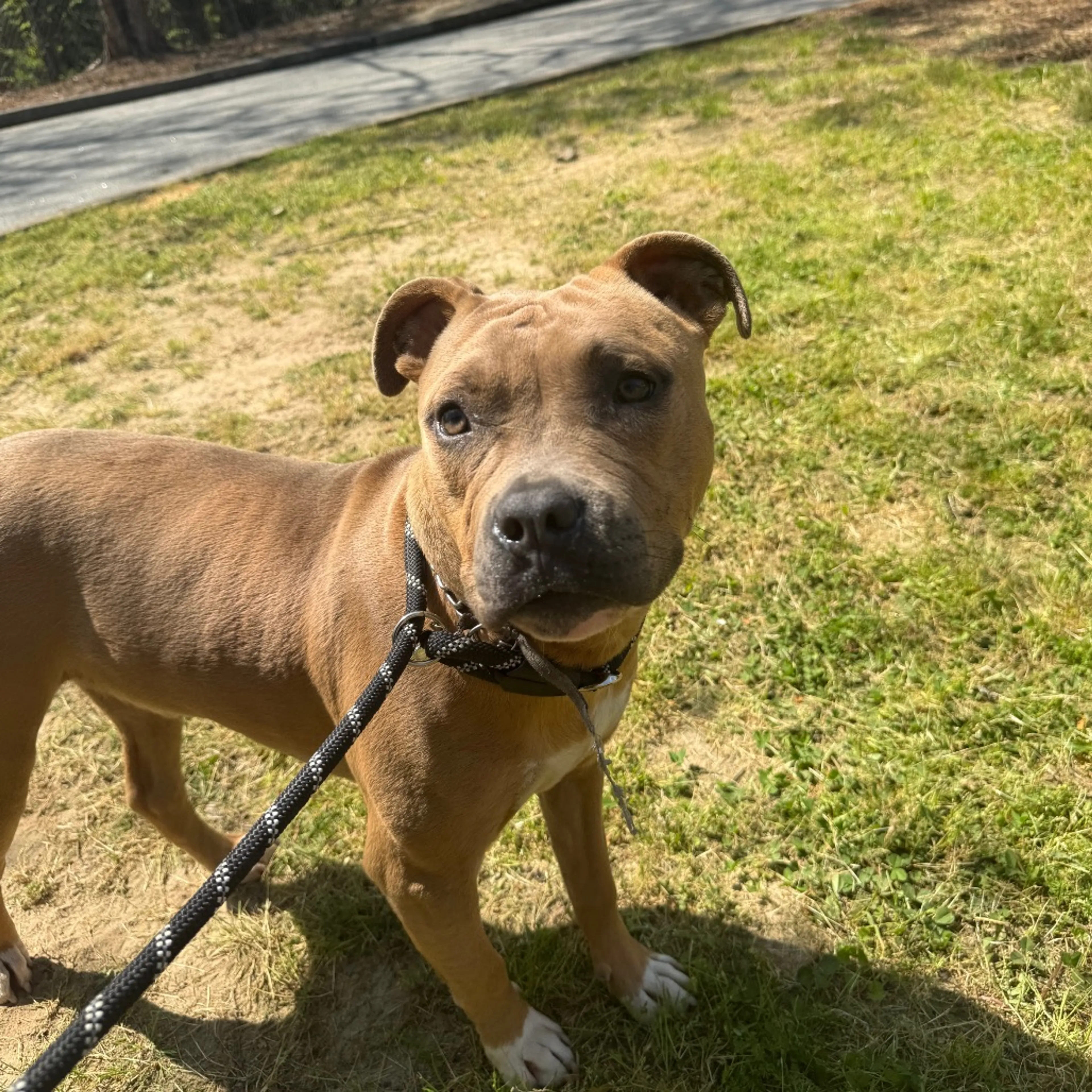Found pet-4