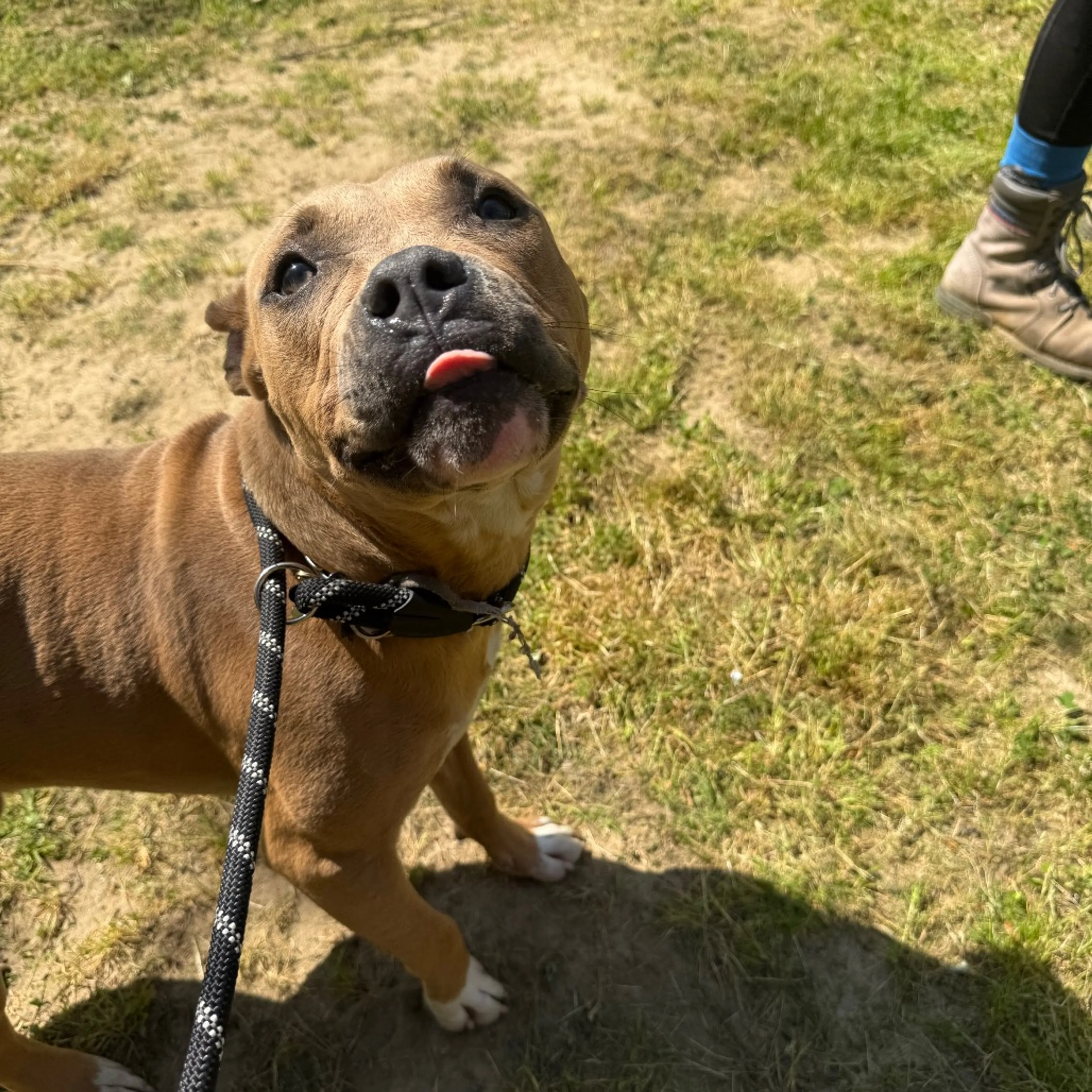 Found pet-2