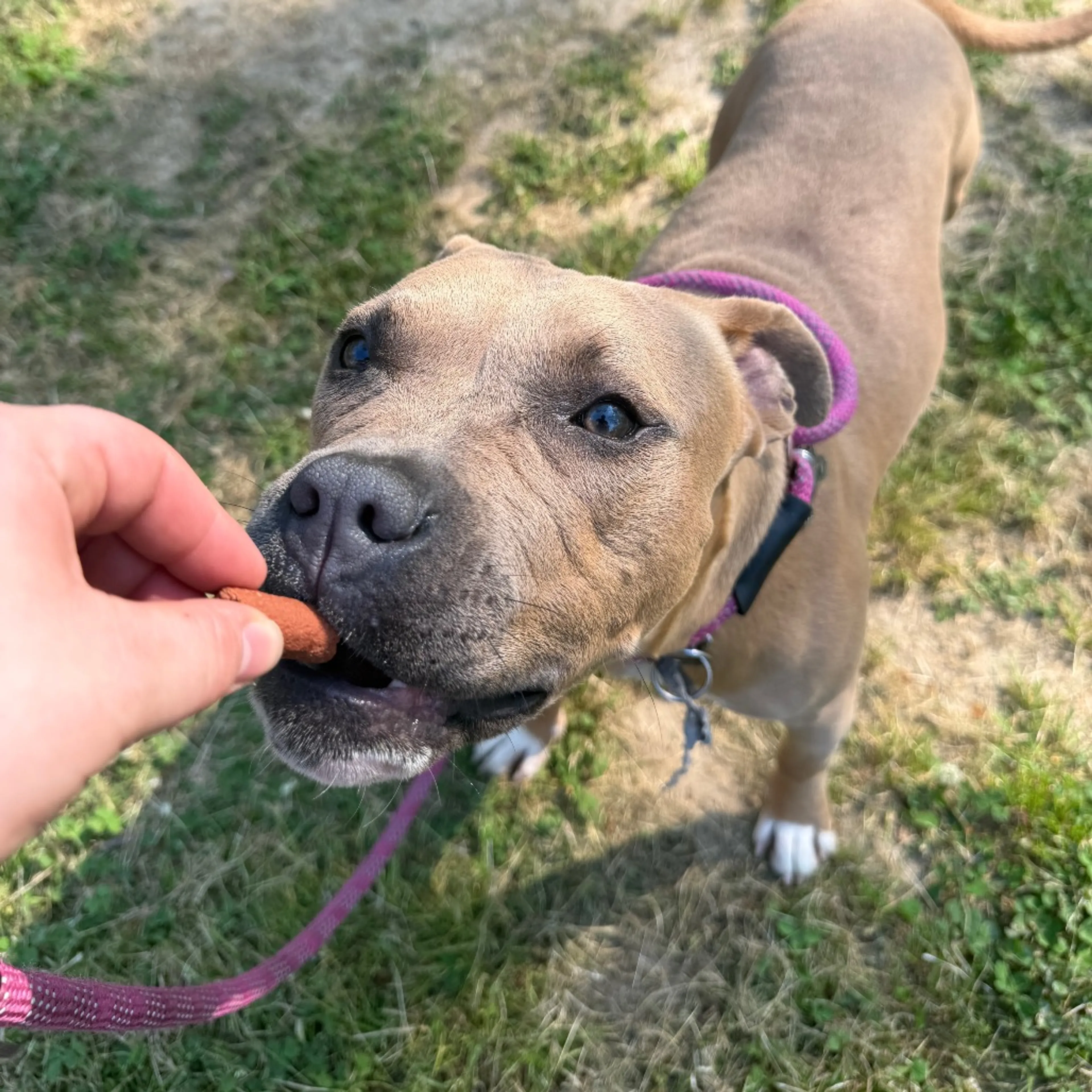 Found pet-1