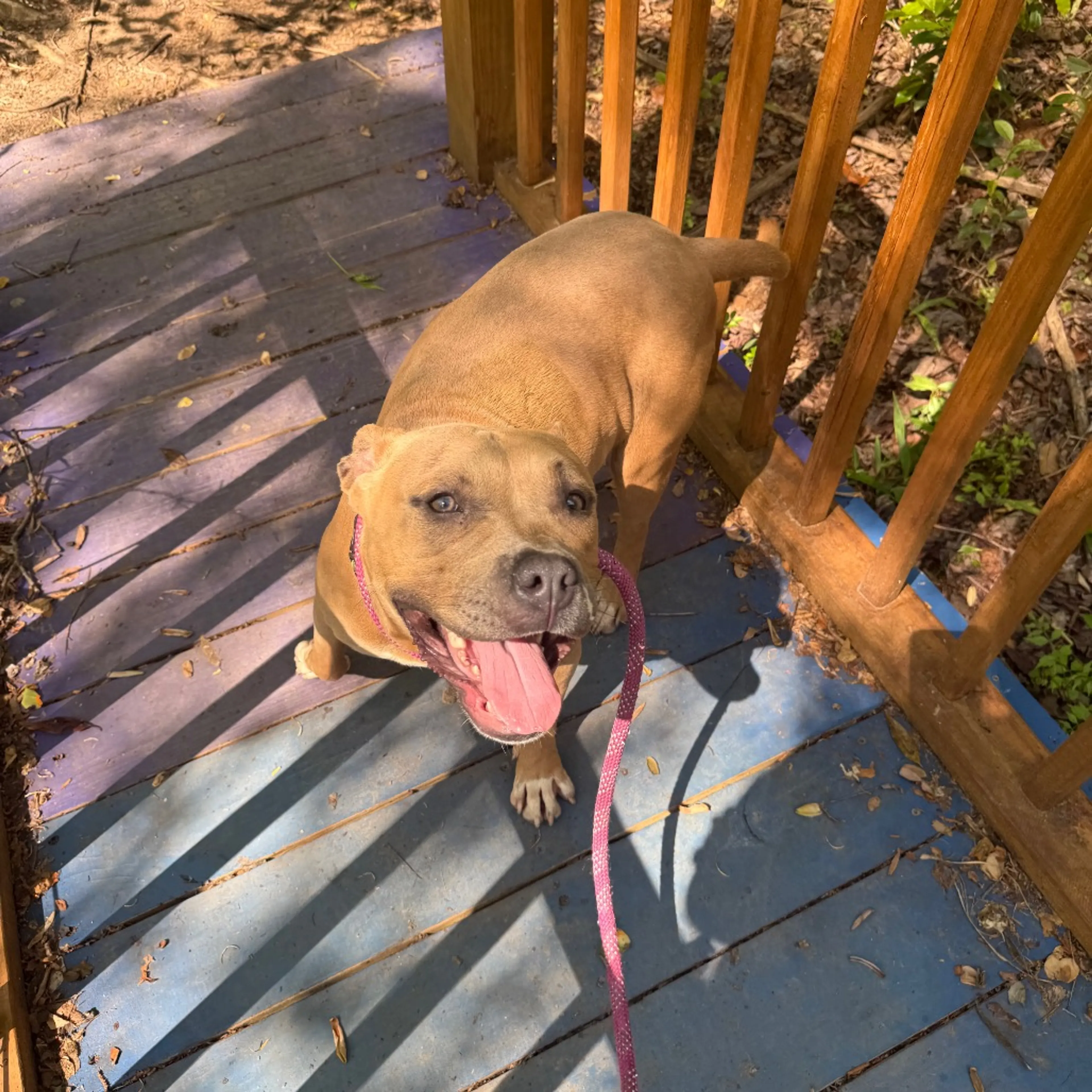 Found pet-5
