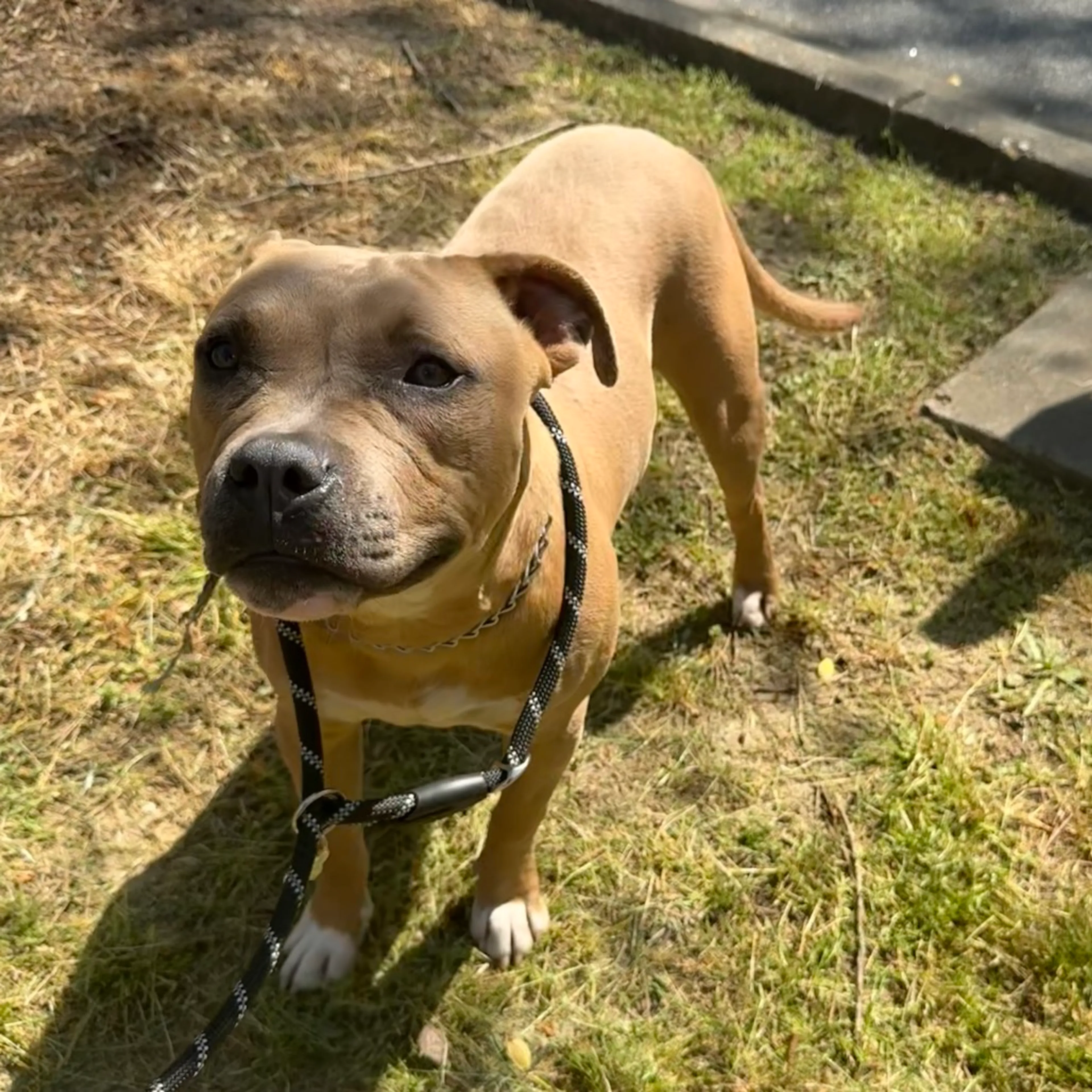 Found pet-3