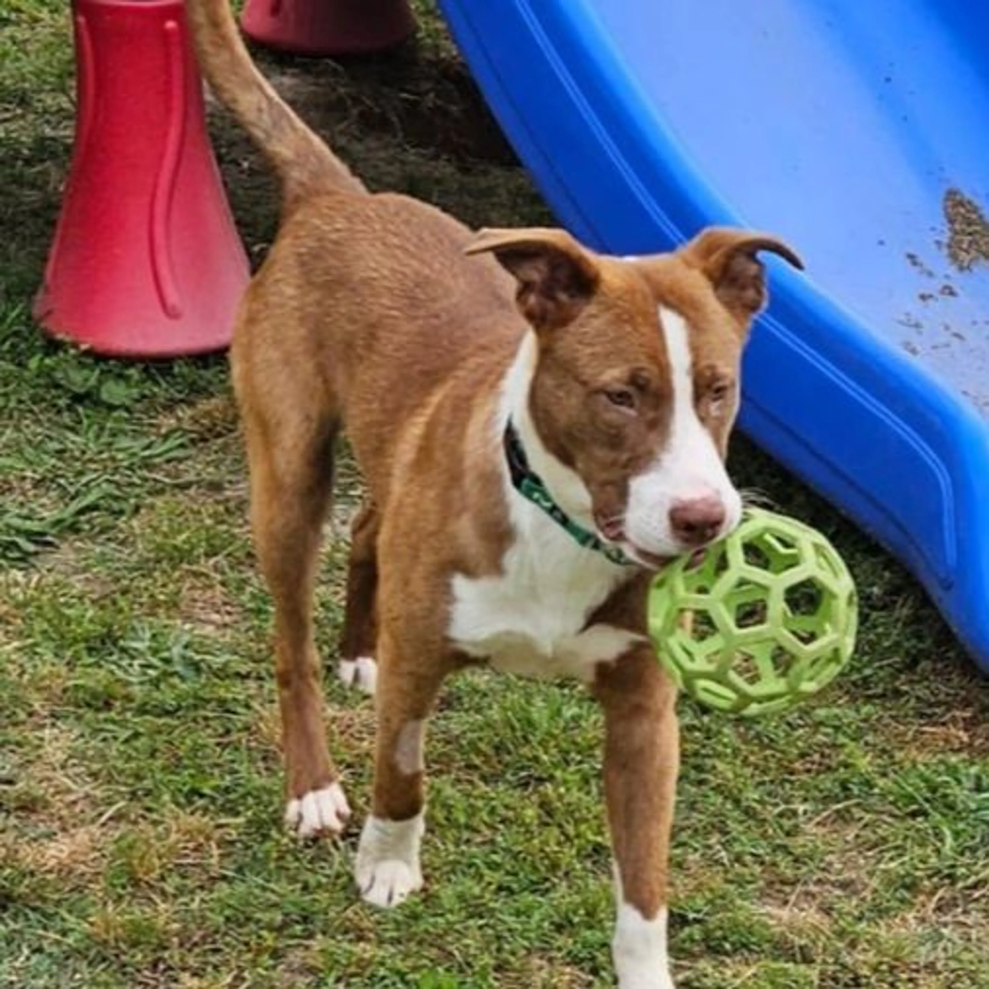 Found pet