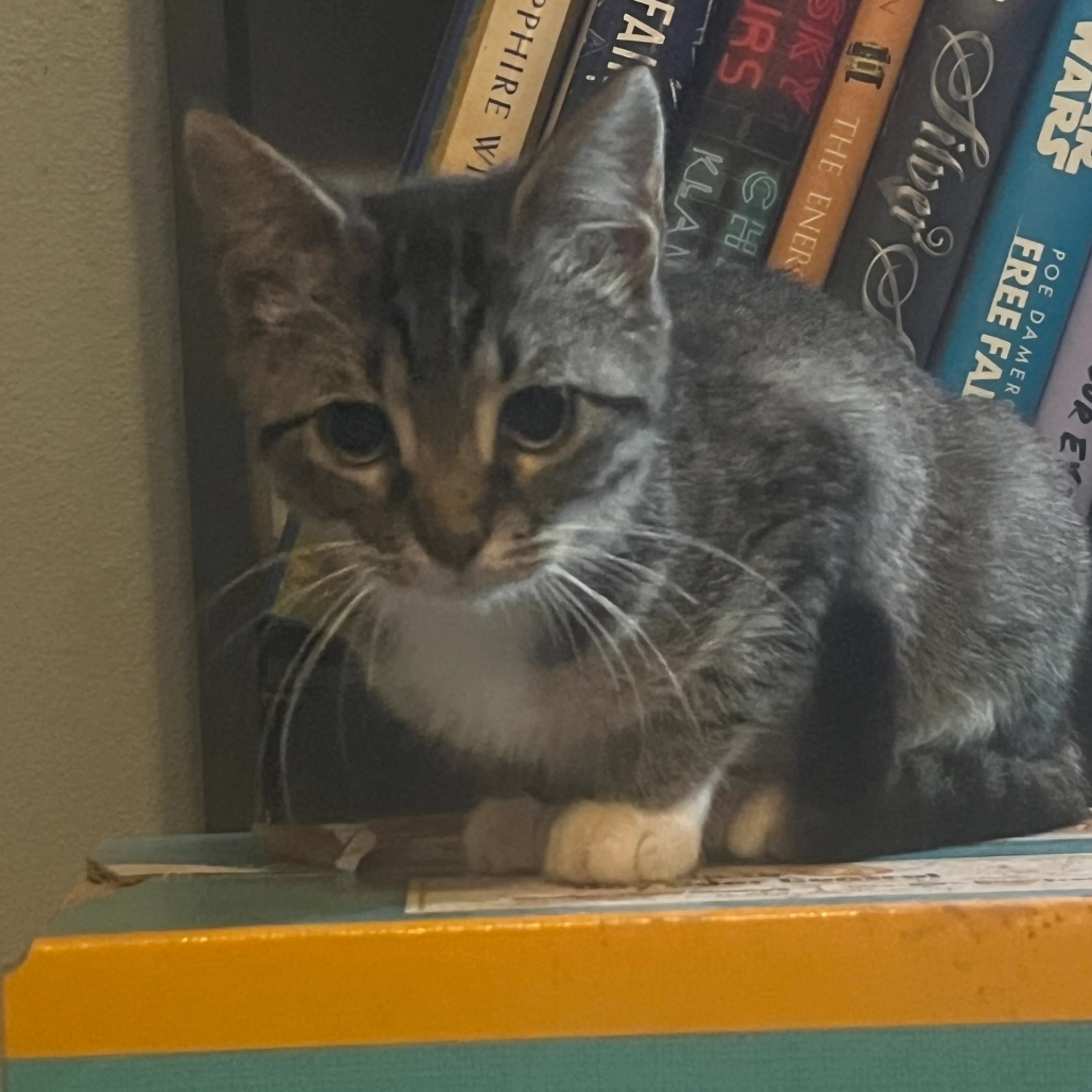 Found pet