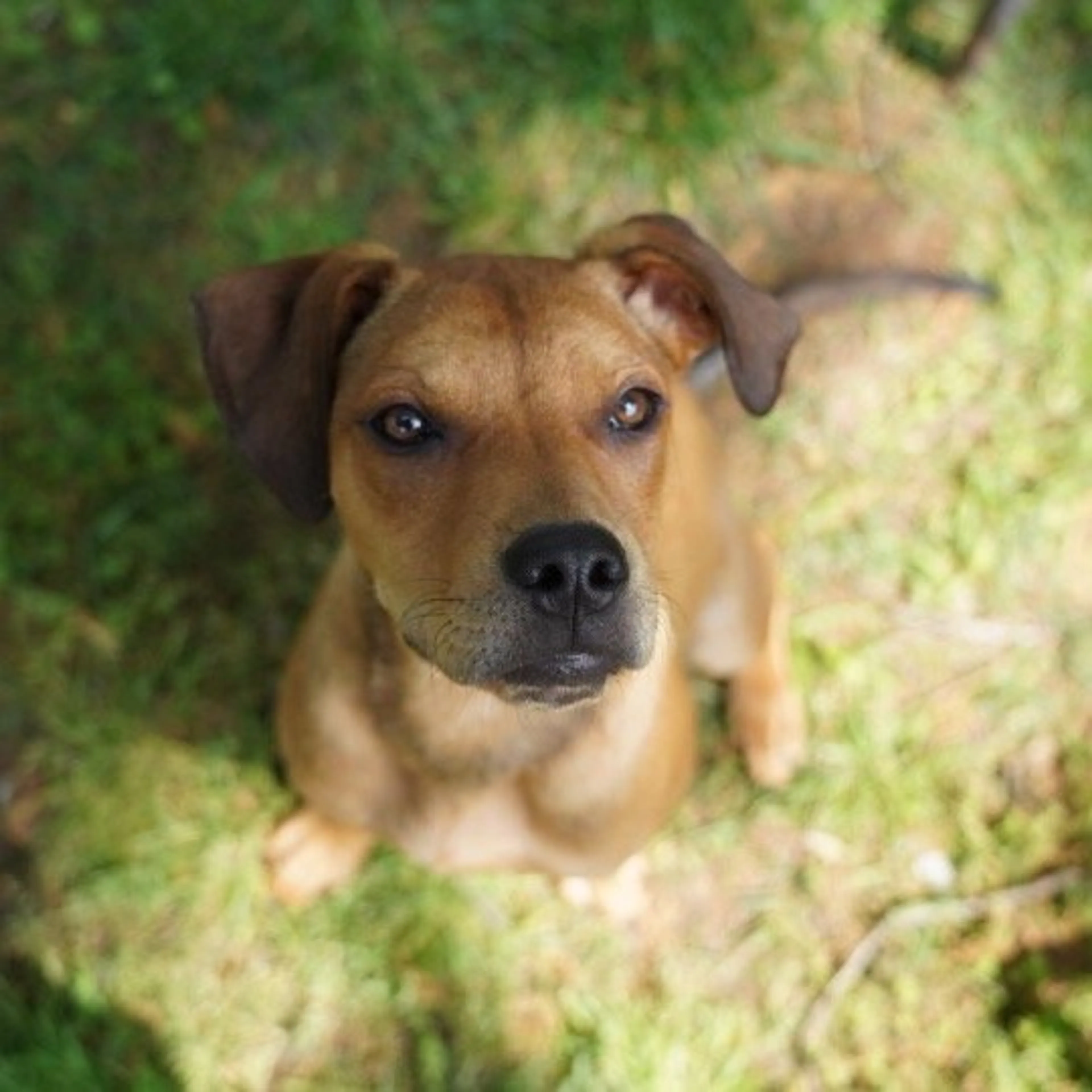 Found pet-6