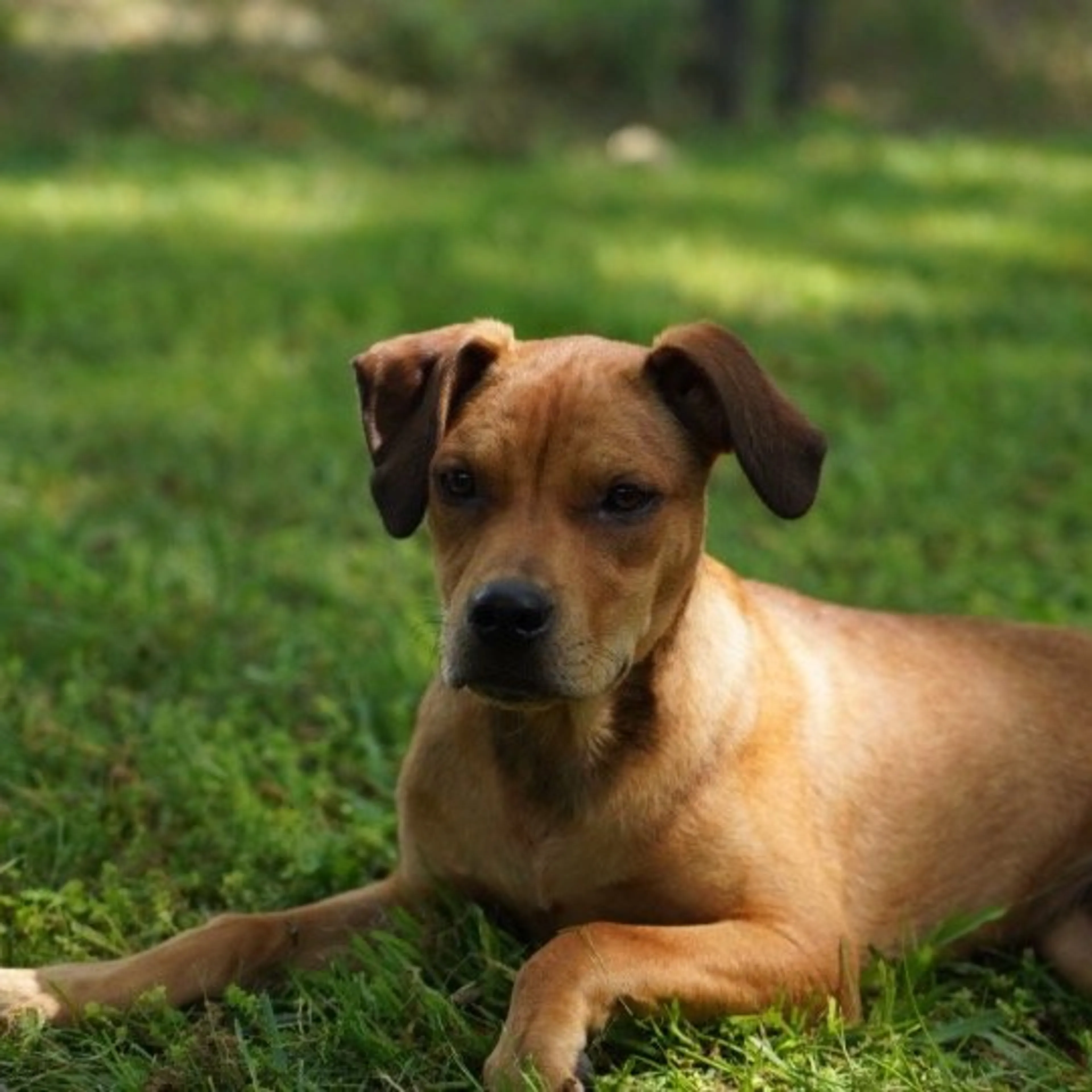 Found pet-5
