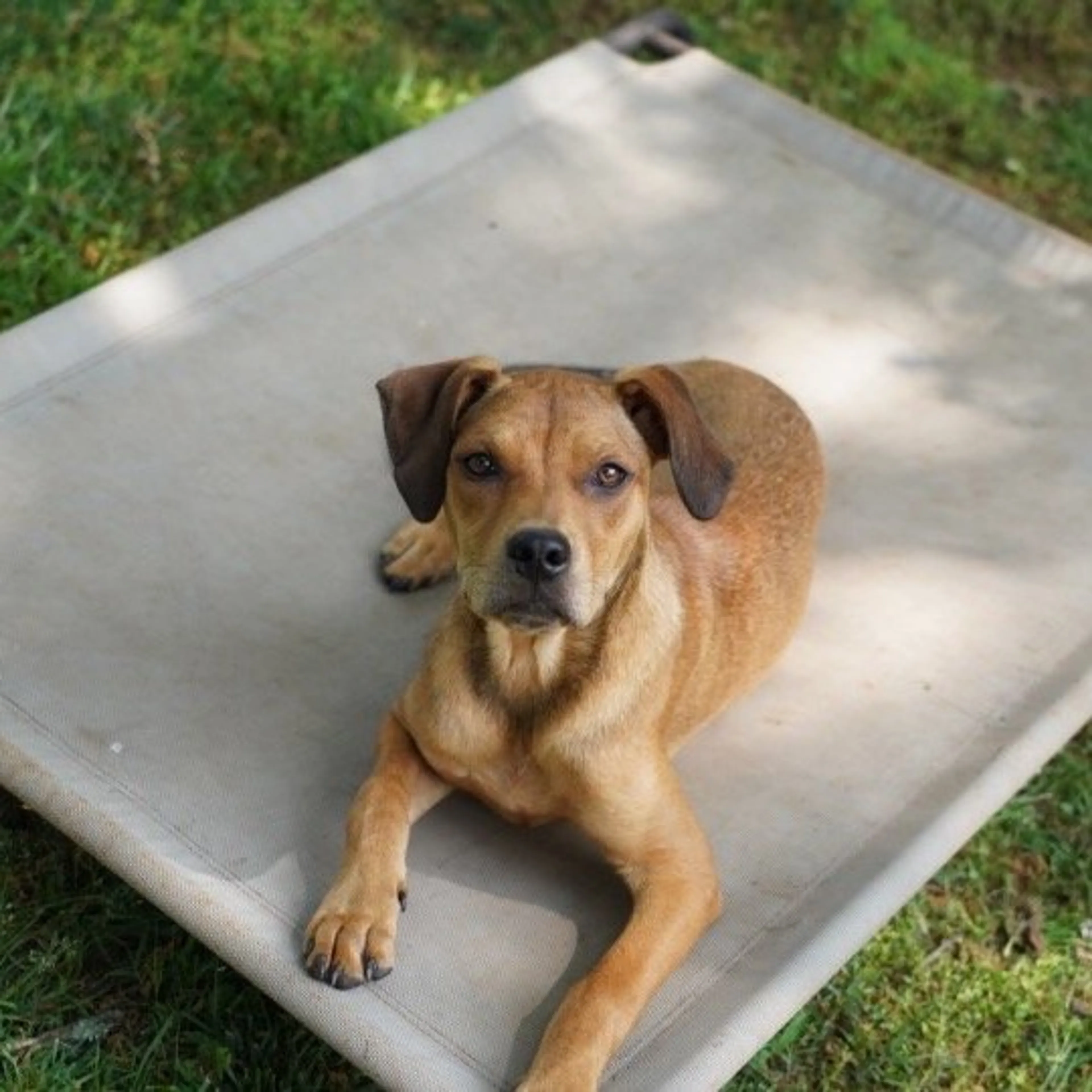 Found pet-8